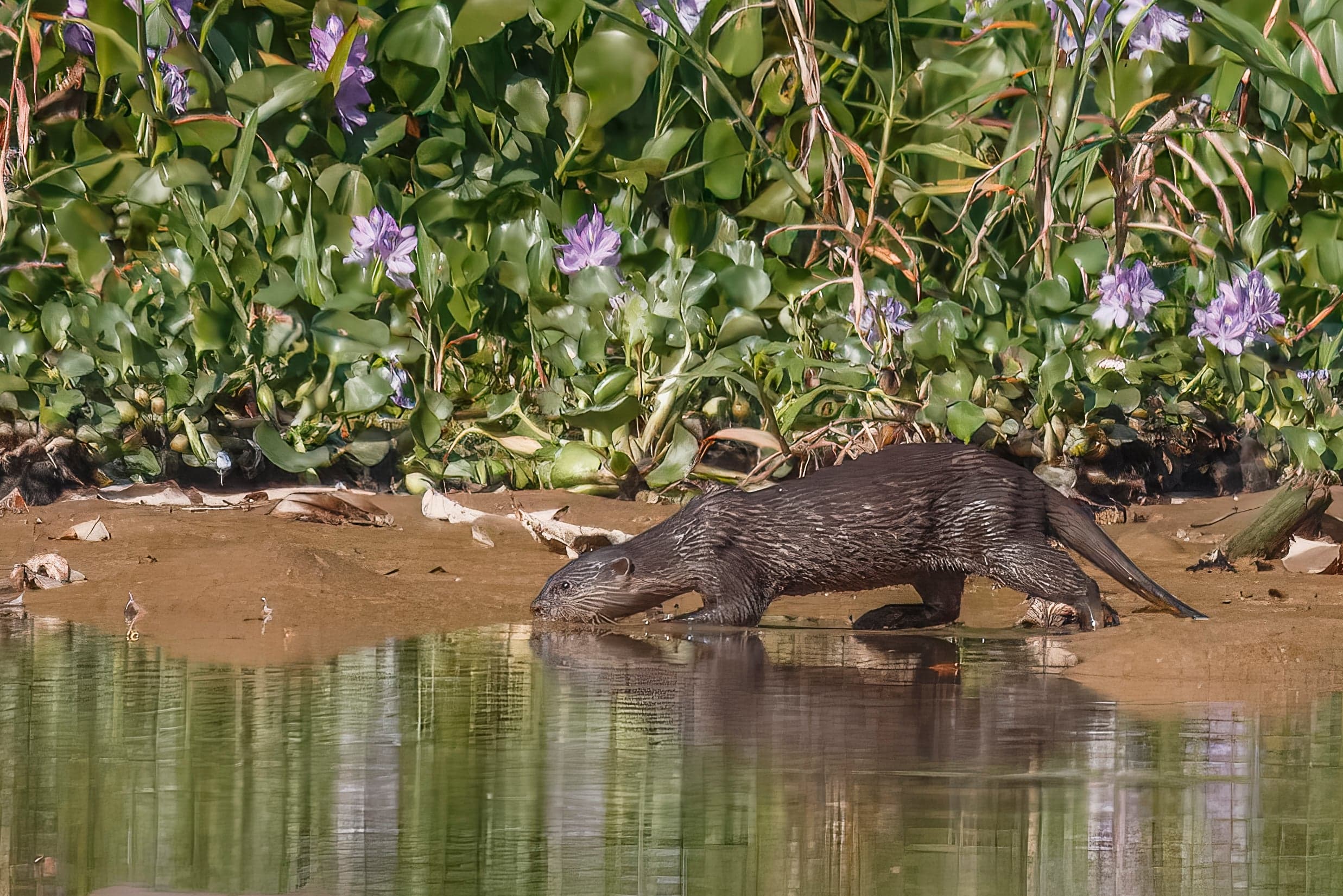 A smooth-coated otter resting on a riverbank with wet fur gleaming