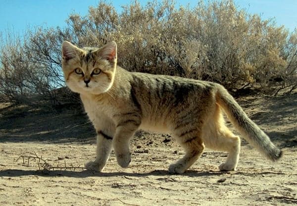 A sand cat sitting in golden desert sand, its large ears alert and golden eyes wide