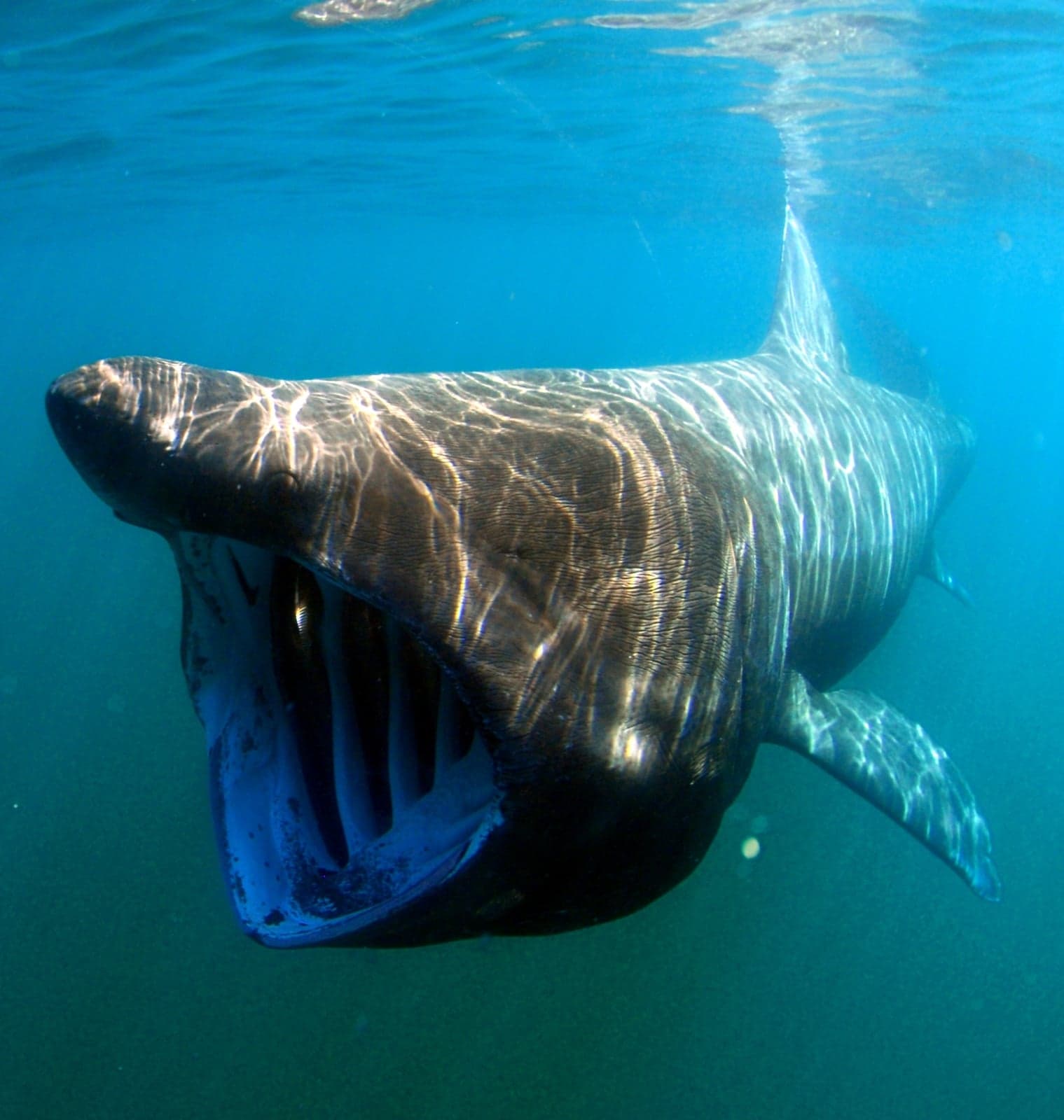 A huge basking shark swimming with its mouth wide open near the surface