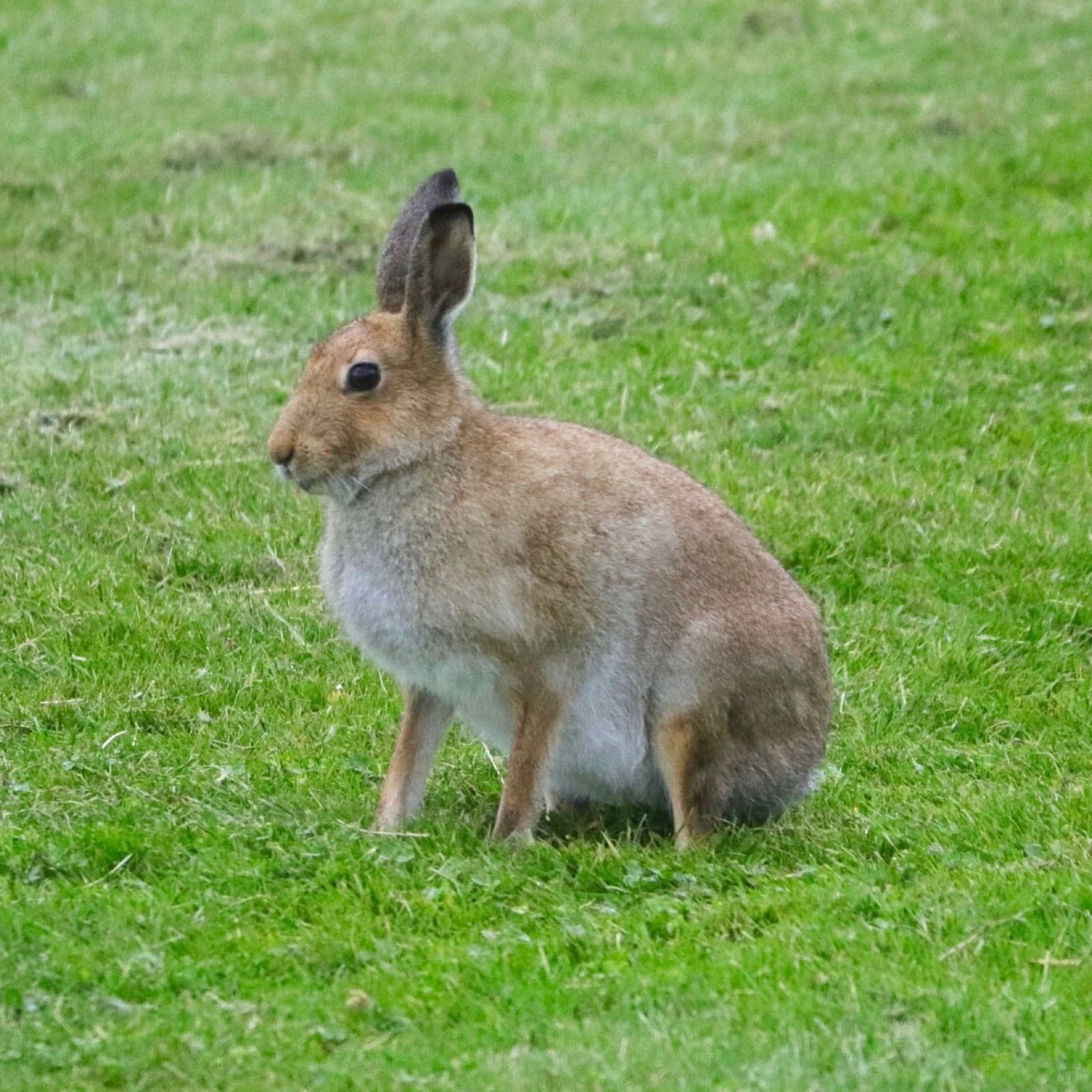An Irish hare sitting in tall grass