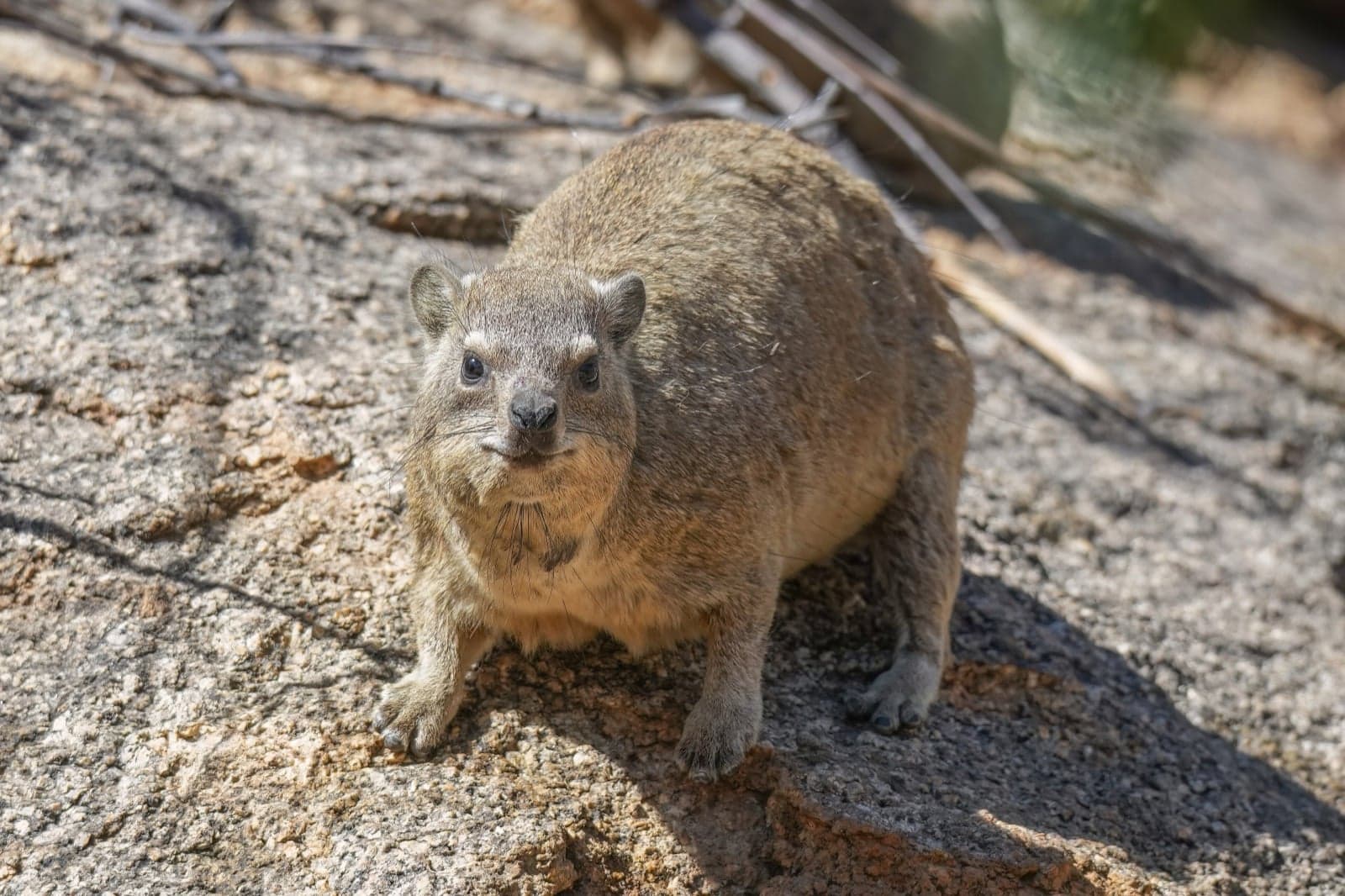 A small brown hyrax sitting on a sunny rock