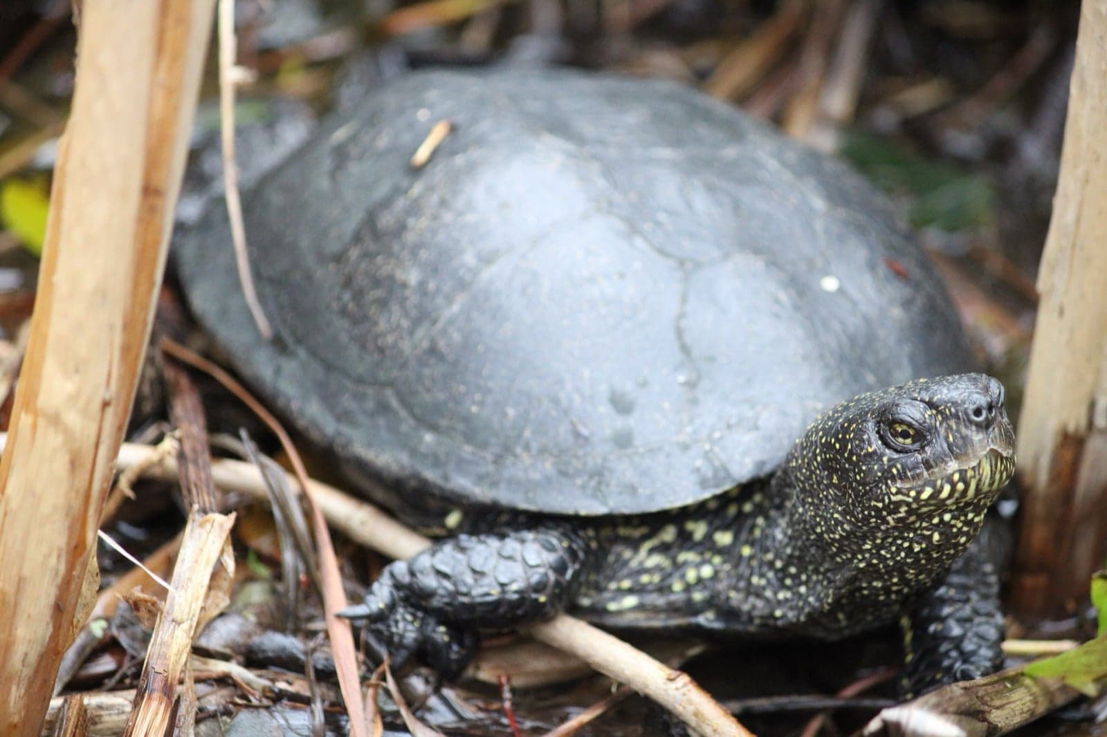 A European pond turtle with yellow speckles in a wet, leafy habitat