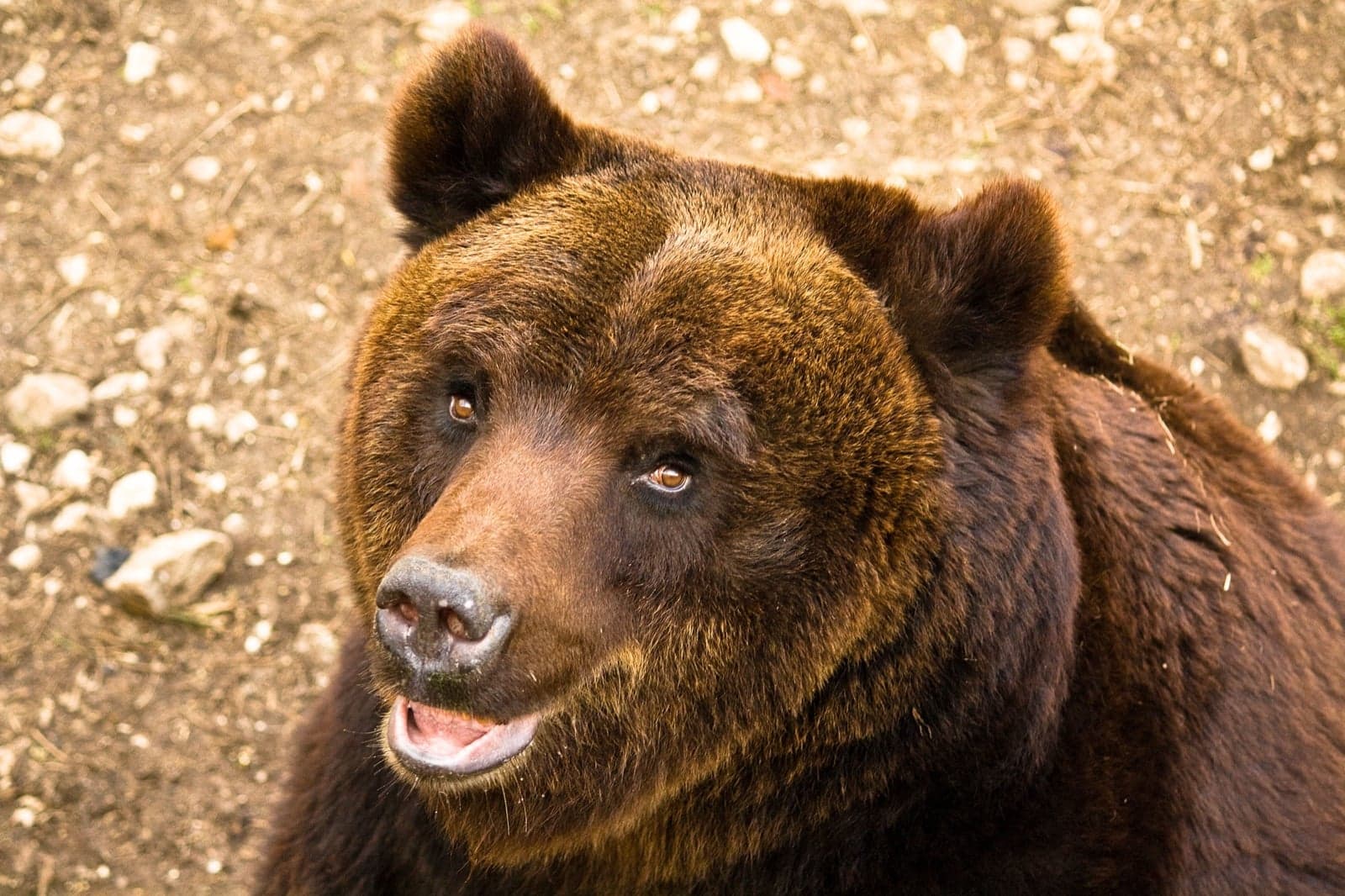 A close-up of a Marsican brown bear's friendly face