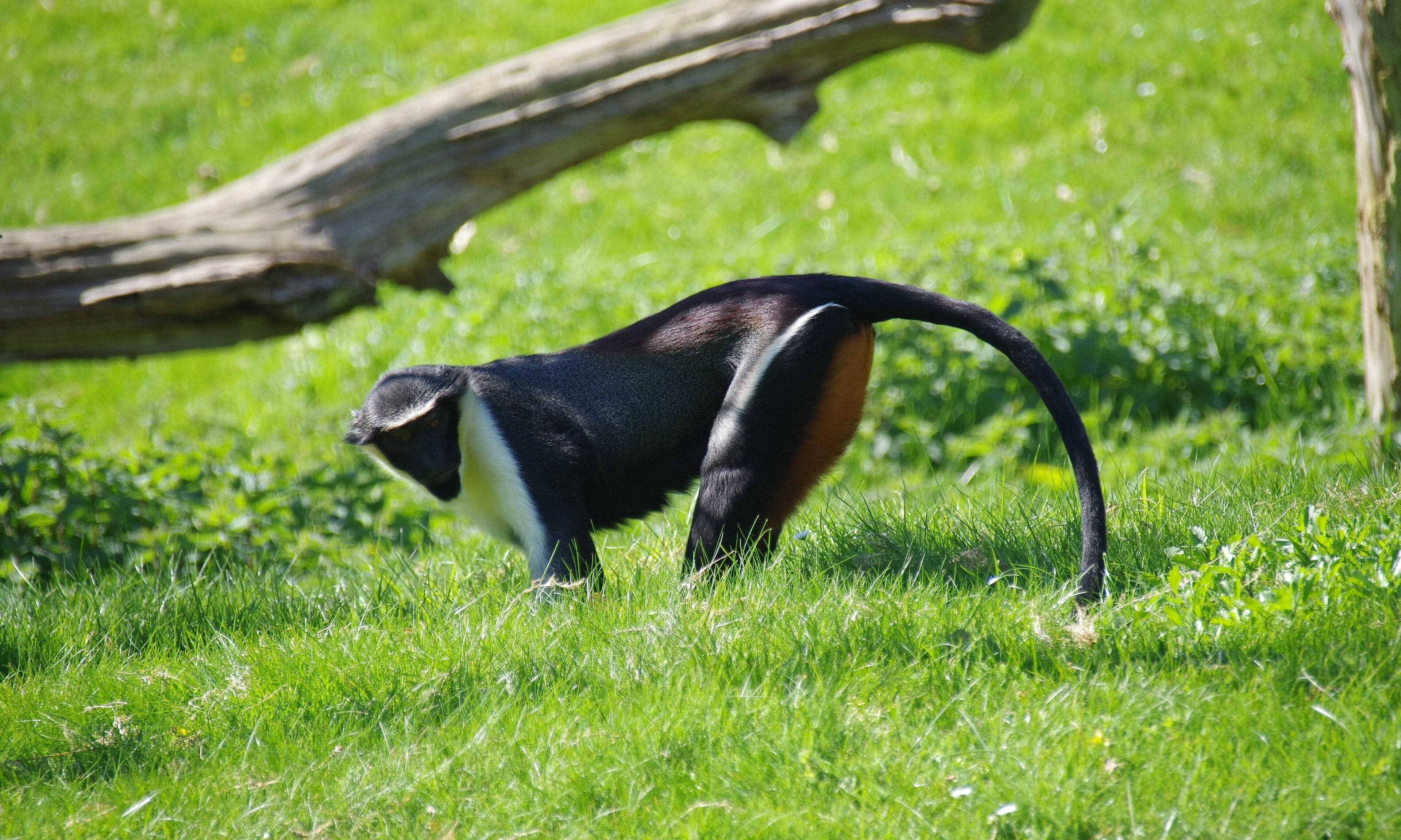 A Diana monkey with its distinctive white beard and chest, perched in a tree
