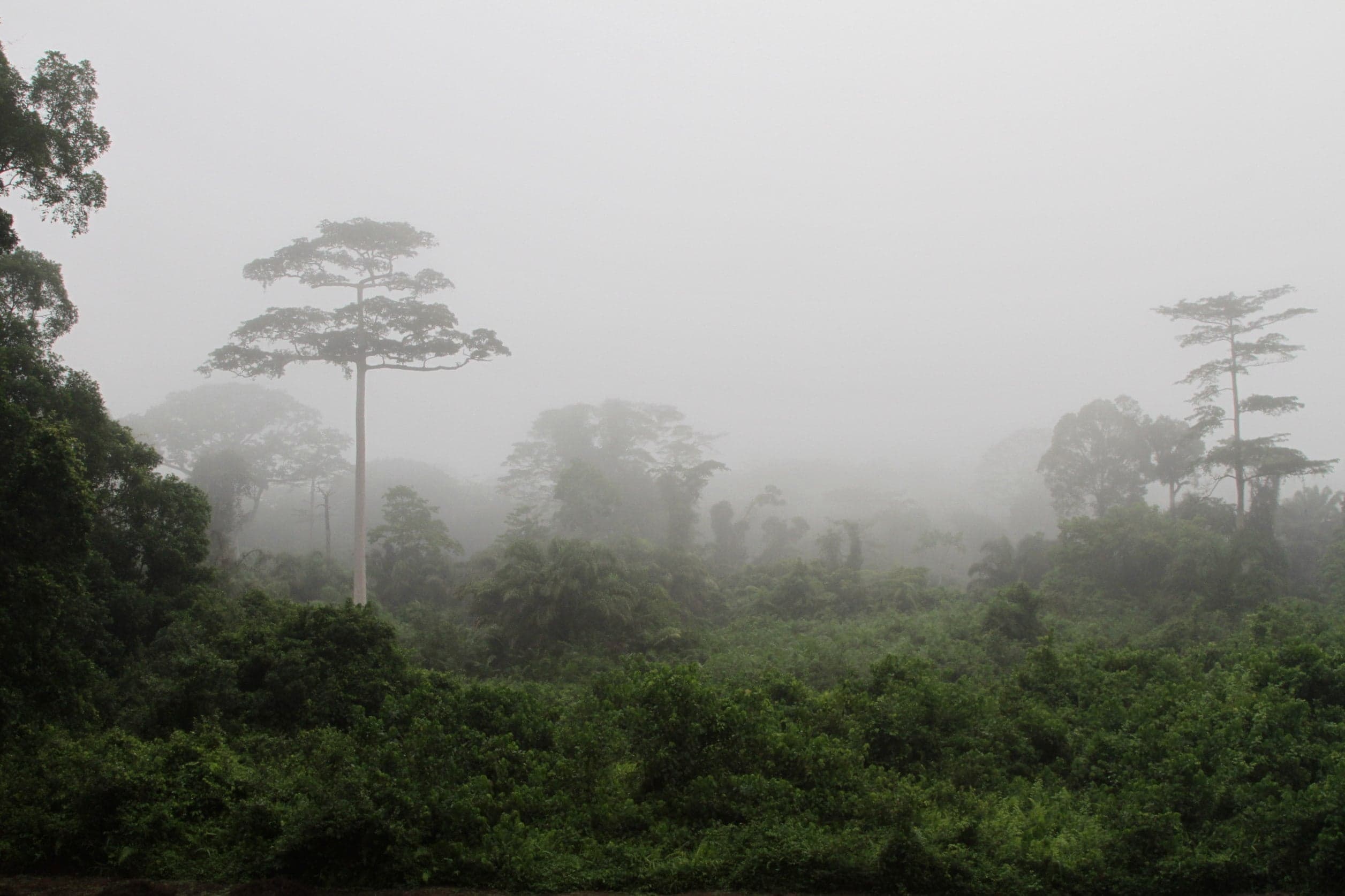 Thick green rainforest canopy in Taï National Park, Côte d'Ivoire