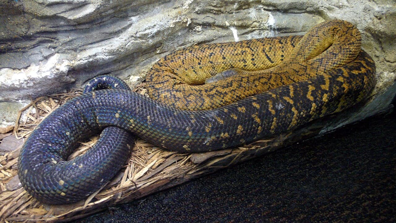 A yellow-gold Jamaican boa coiled around a tree branch in dappled forest light