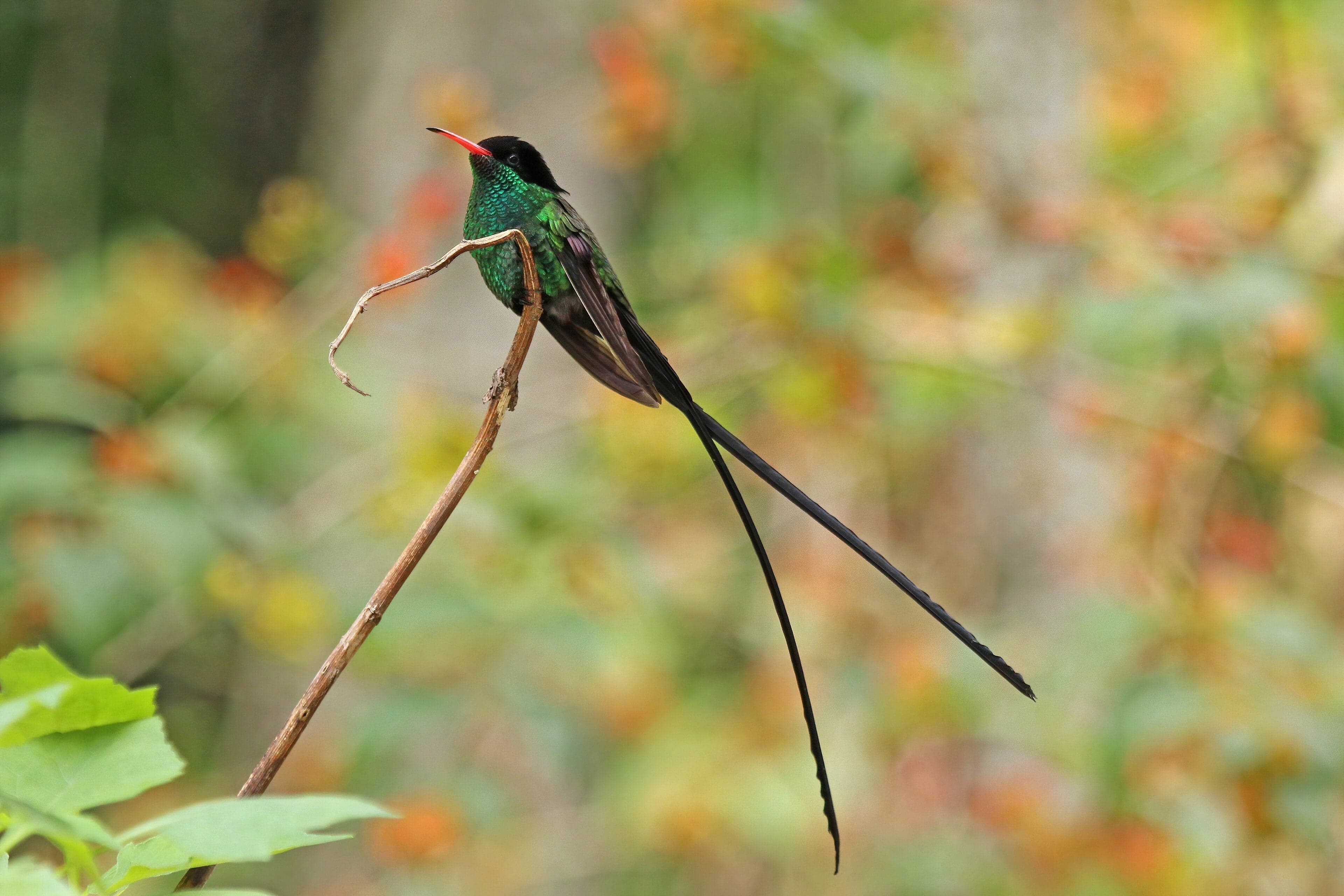 A red-billed streamertail hummingbird hovering near a bright red flower, its long tail feathers trailing