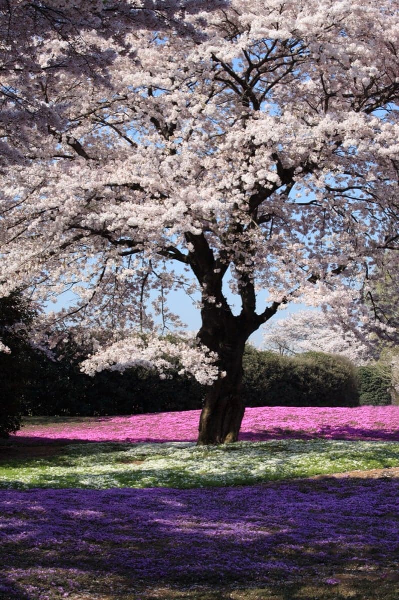 A large cherry tree in full pink bloom above a field of bright pink moss phlox