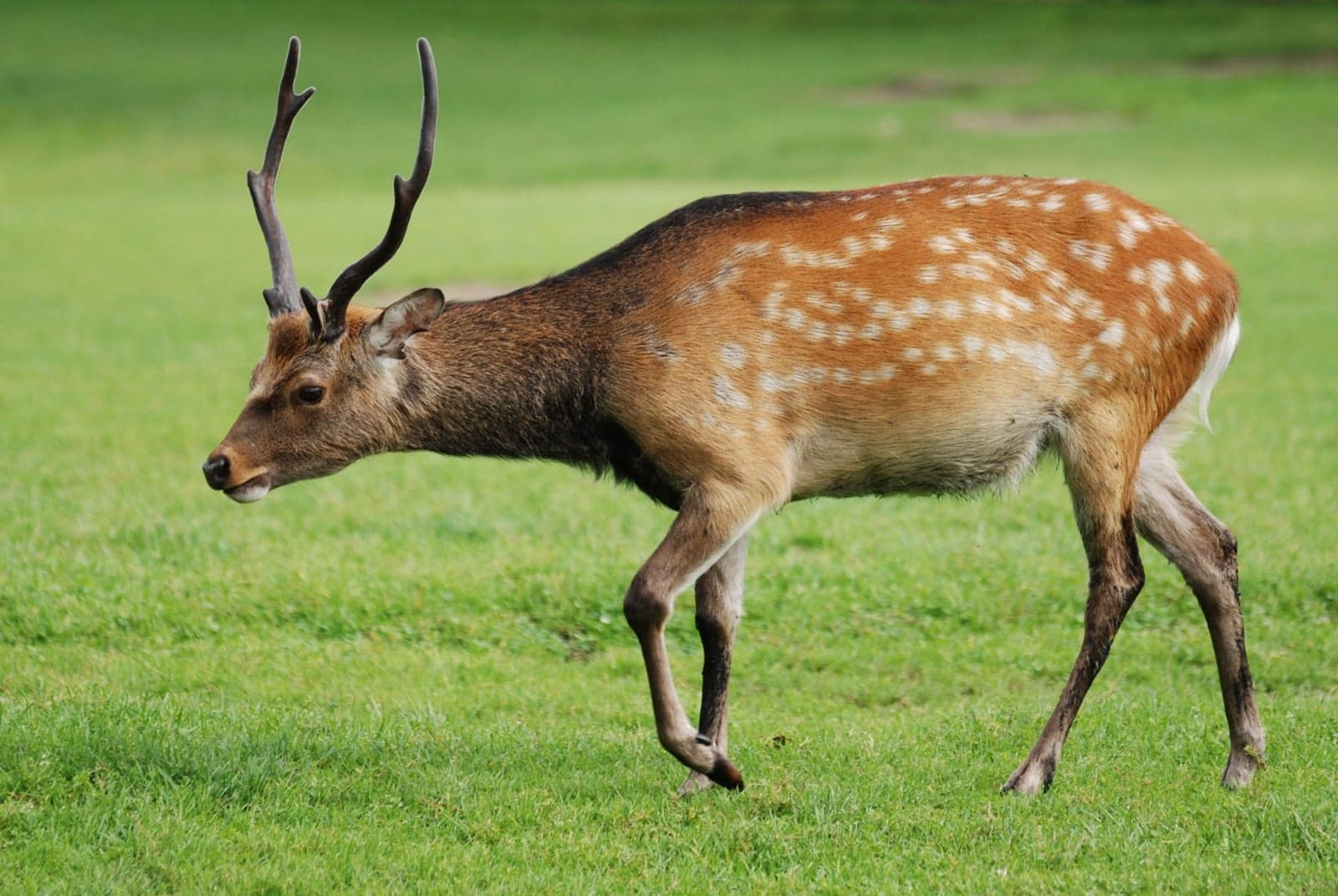 A sika deer with white spots and antlers walking on grass