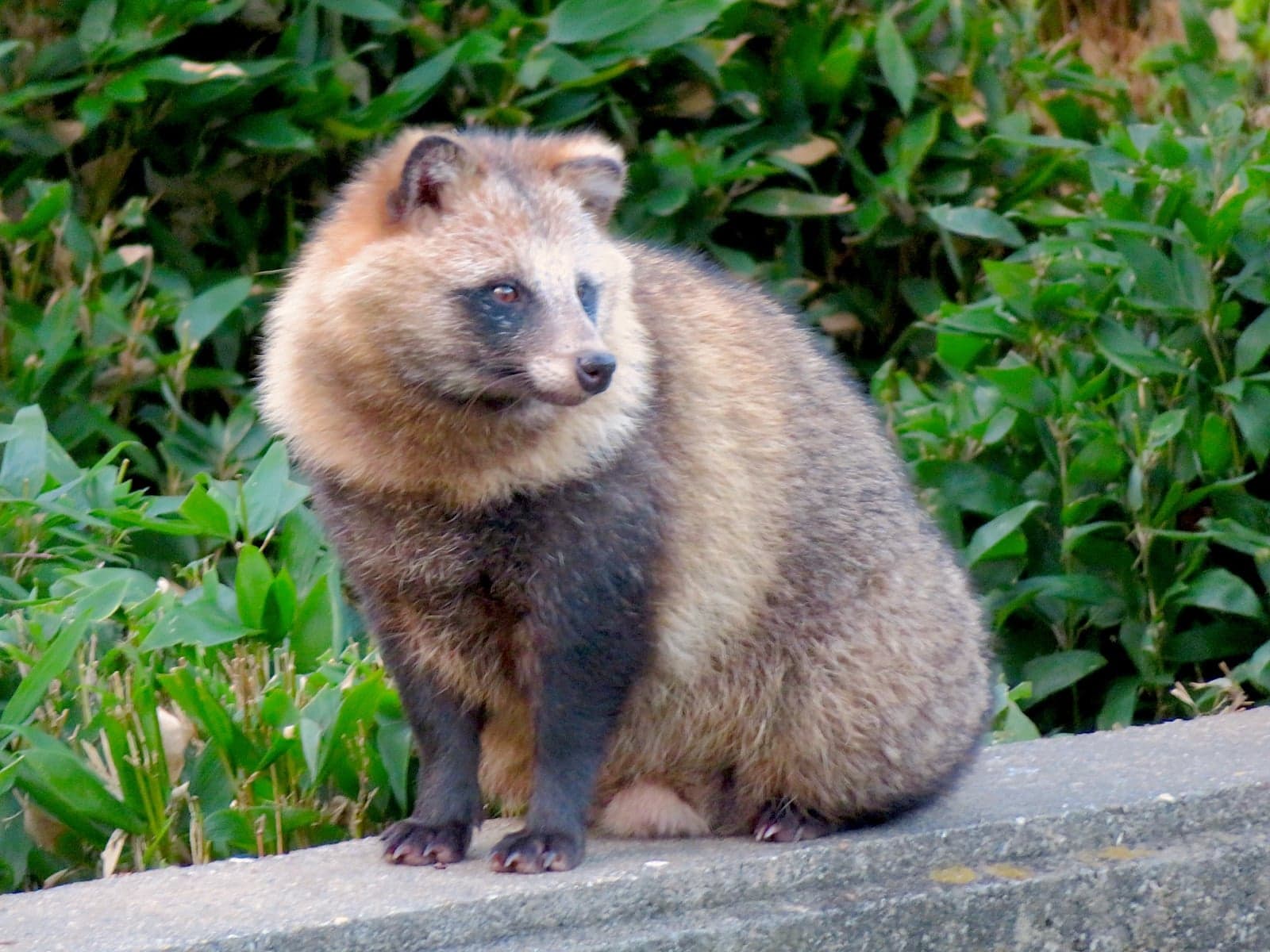 A round, fluffy tanuki (Japanese raccoon dog) sitting on a wall in front of green plants