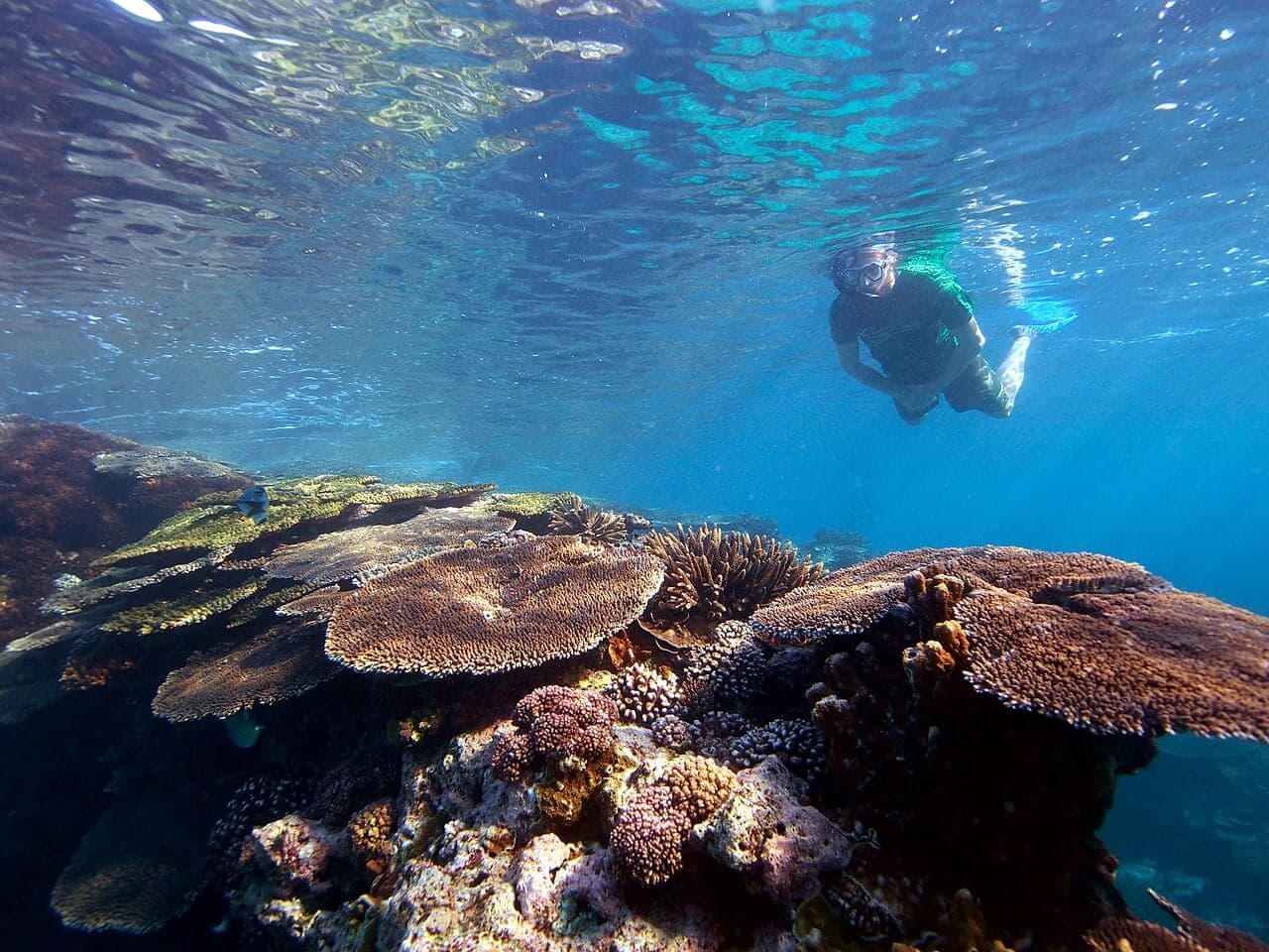 Colourful coral and tropical fish seen through the crystal-clear waters off Aqaba