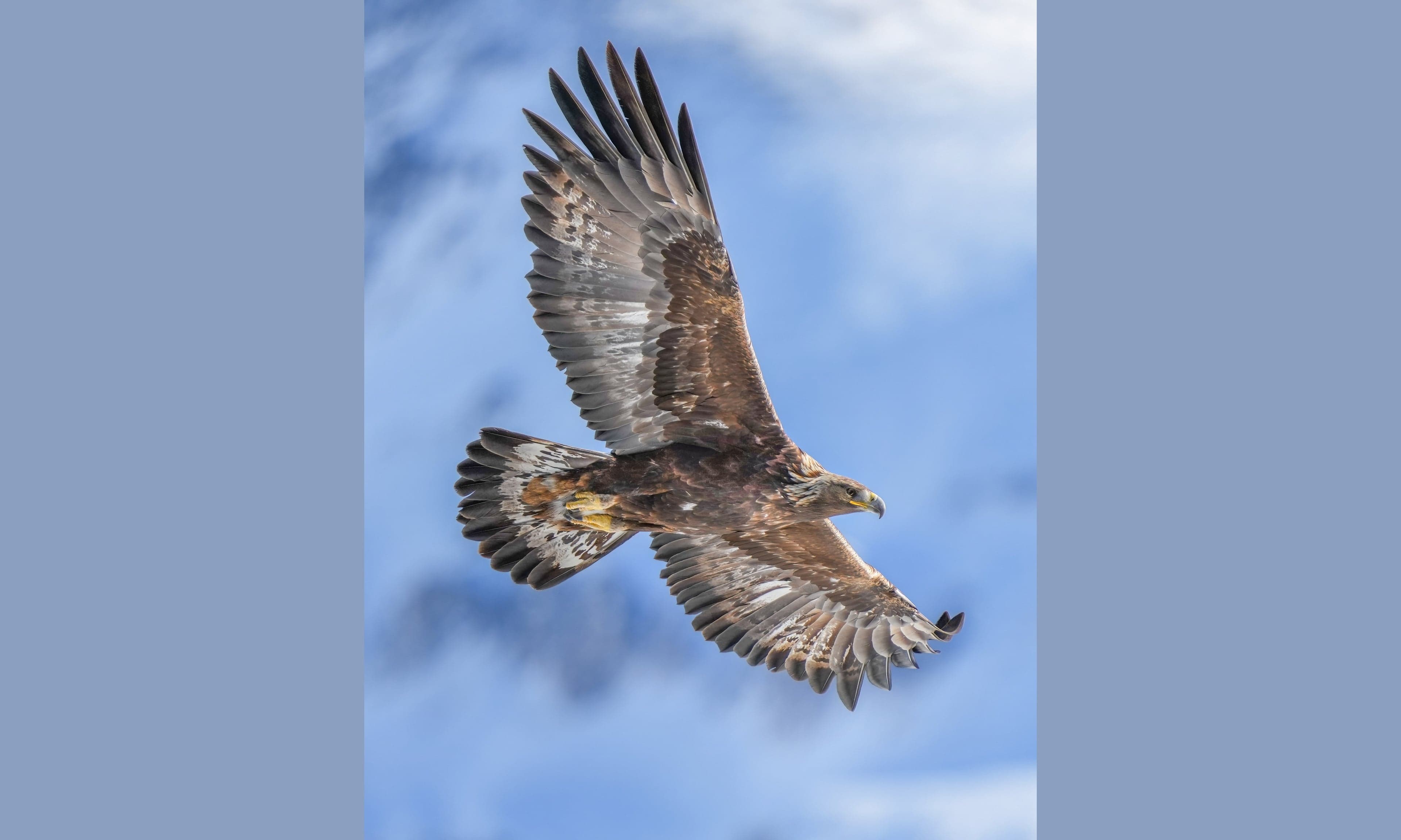 A golden eagle with wings spread, perched on a handler's gloved arm against a mountain backdrop