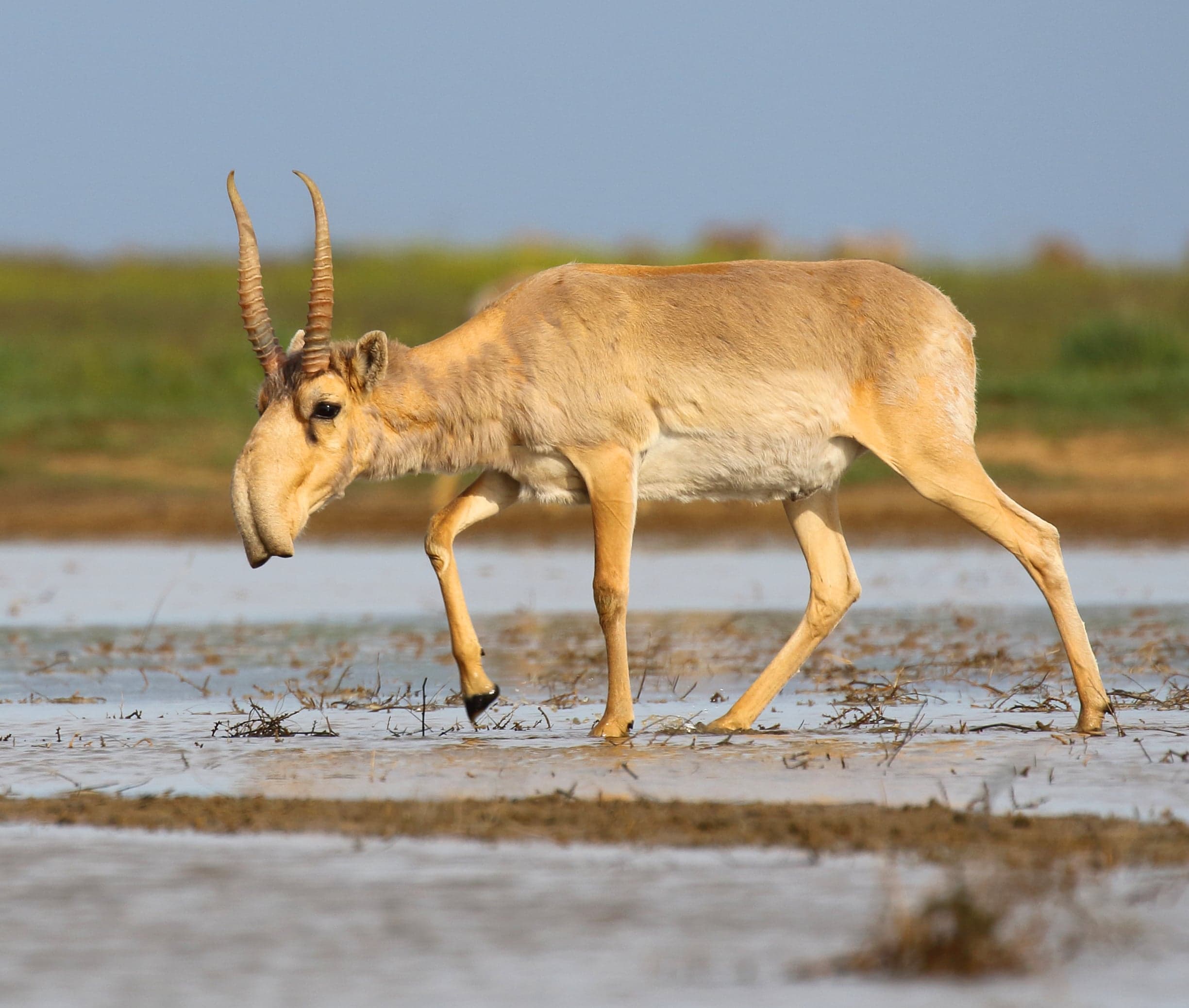 A saiga antelope standing on open steppe grassland, showing its distinctive bulging nose