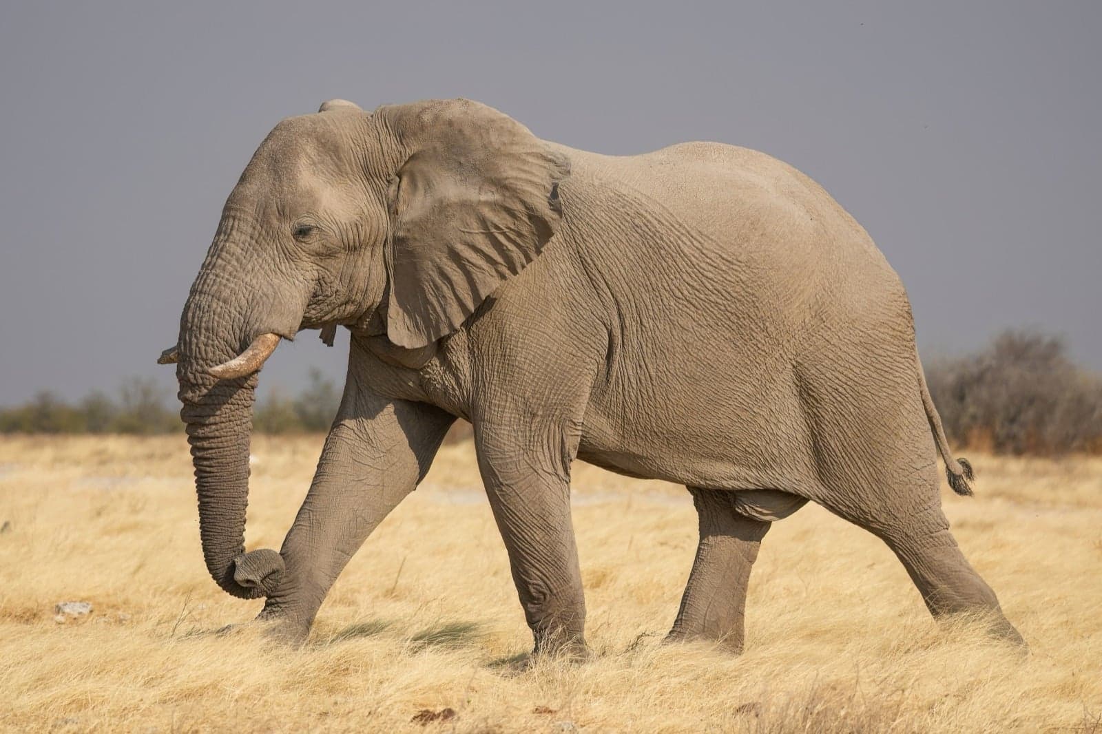 A large African bush elephant in the savannah