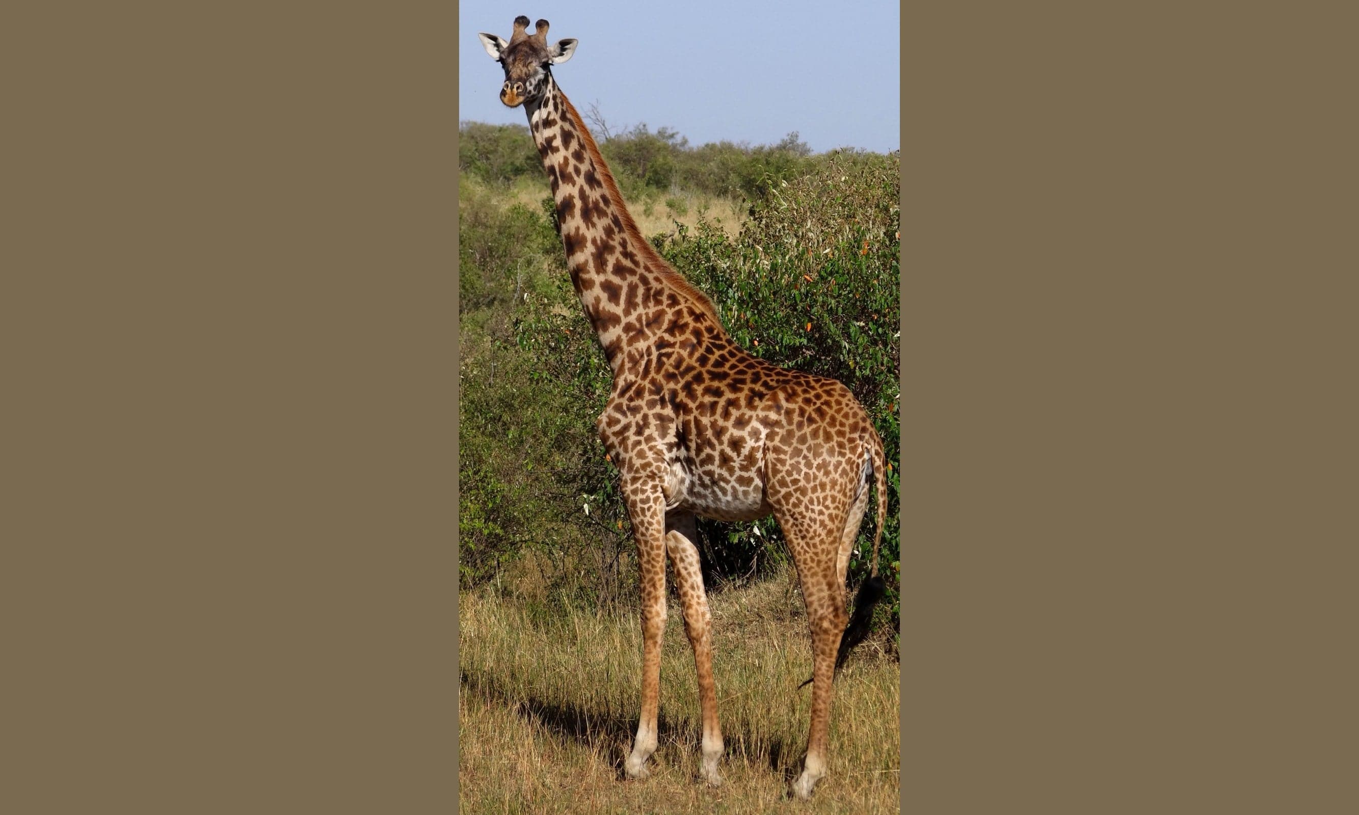 A Maasai giraffe browsing acacia leaves in the Kenyan savannah