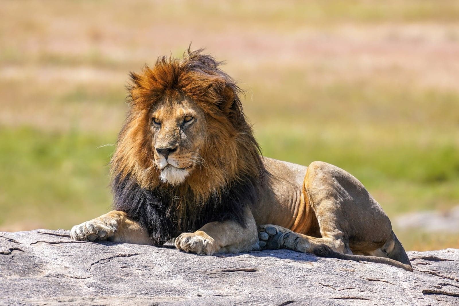 A lion resting in the savannah