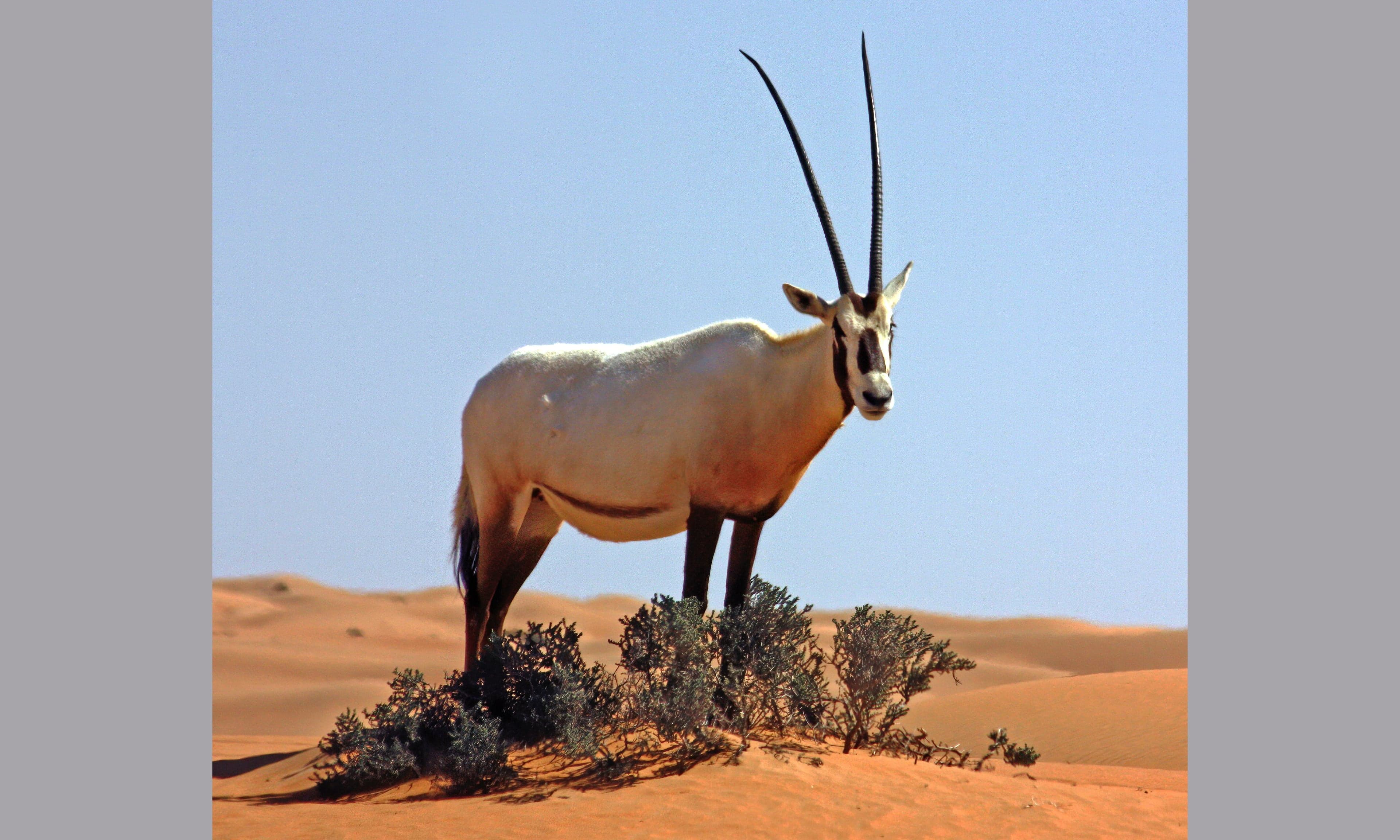 A white Arabian oryx with long straight horns standing in desert scrubland