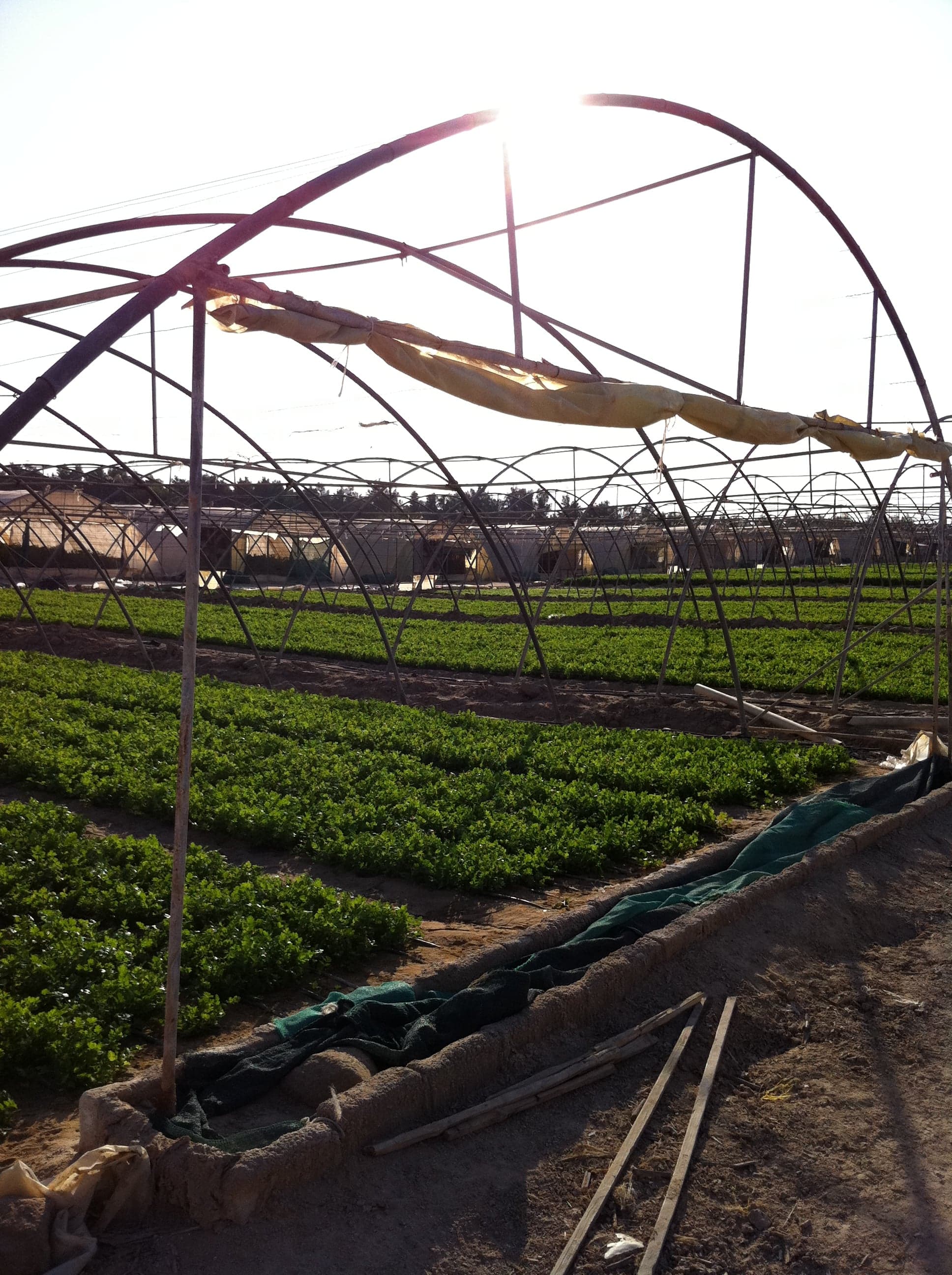 Rows of green crops growing in the desert at Wafra agricultural area, Kuwait