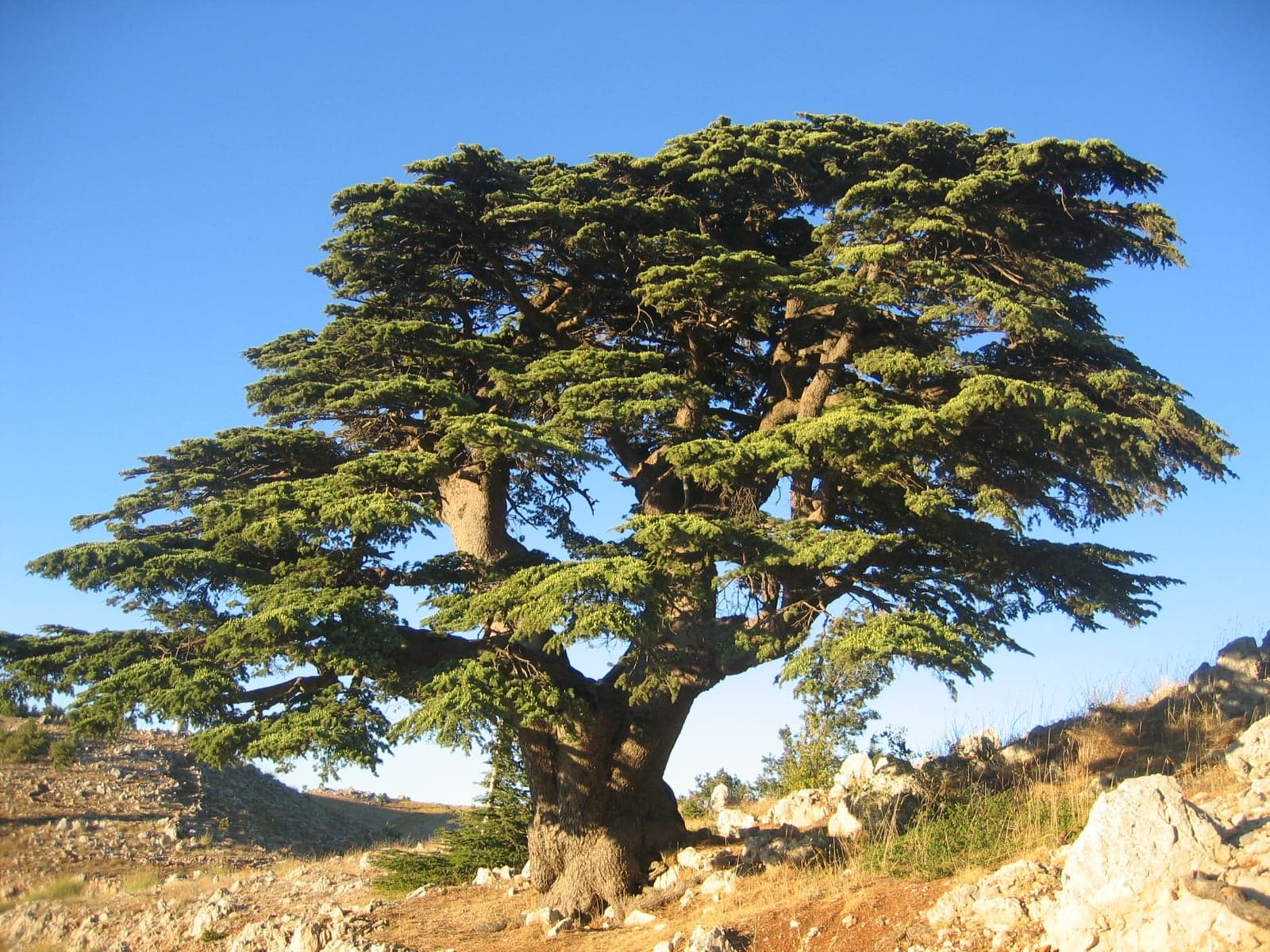 Ancient cedar trees standing on a snowy Lebanese mountainside