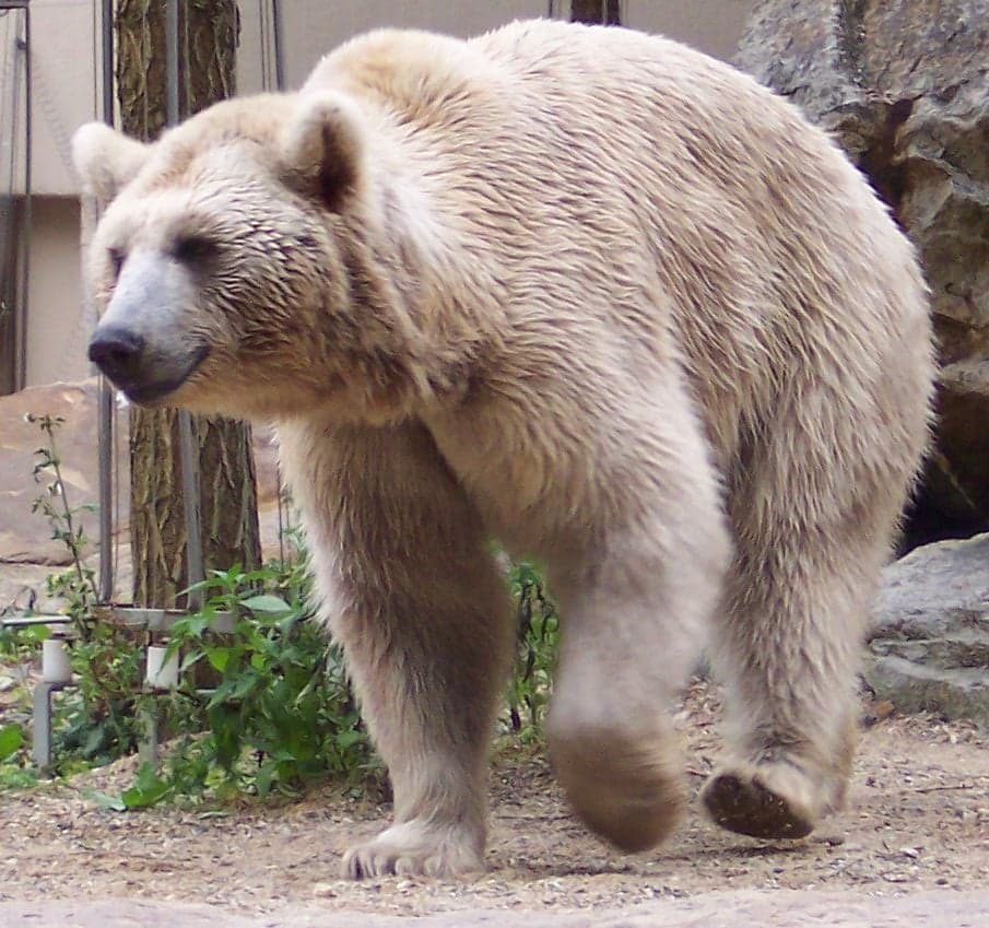 A pale-coloured Syrian brown bear standing in a forest clearing