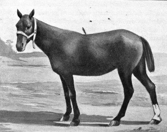 A sturdy Basotho pony standing on a rocky mountain path in Lesotho