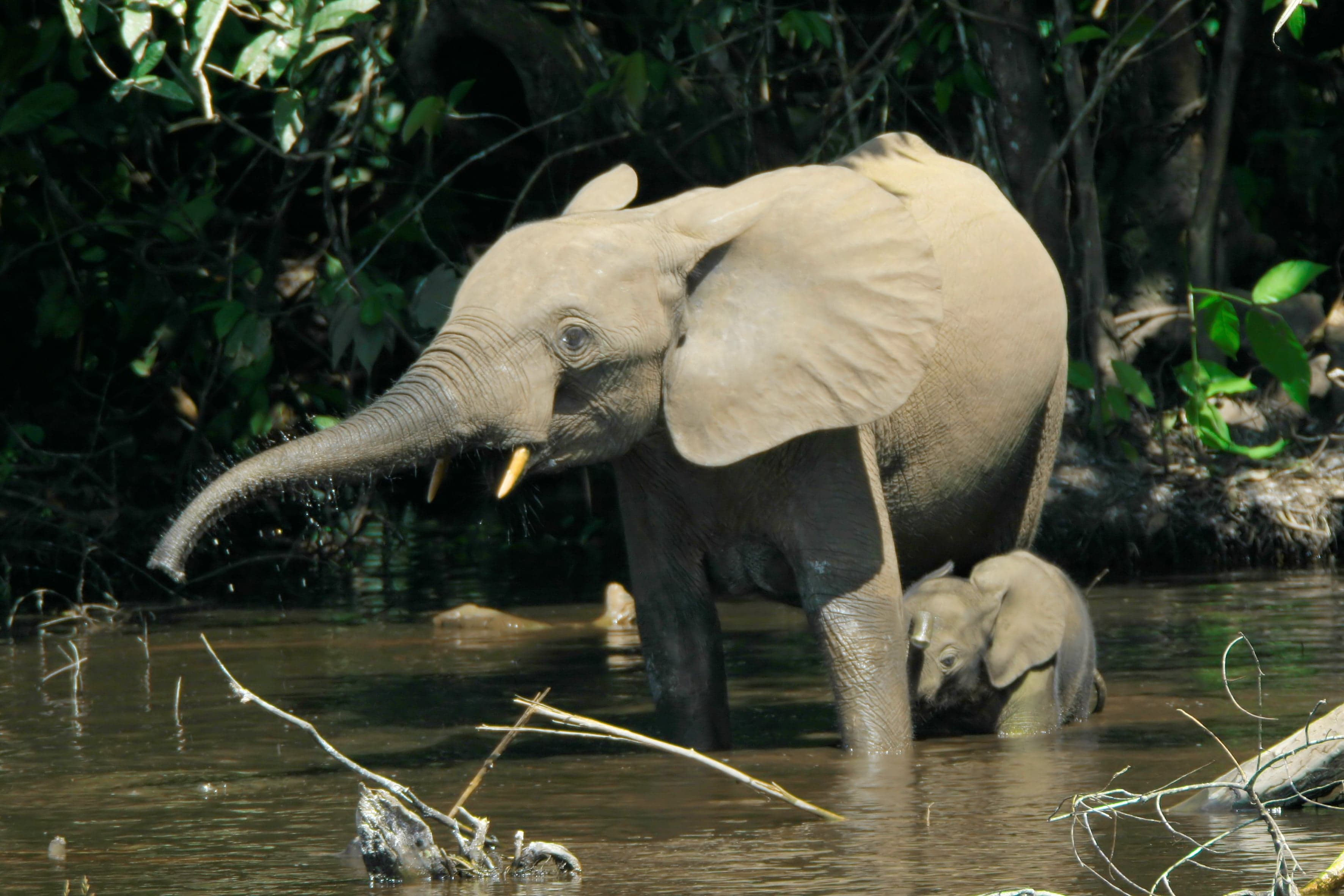 An African forest elephant with rounded ears walking through dense jungle undergrowth