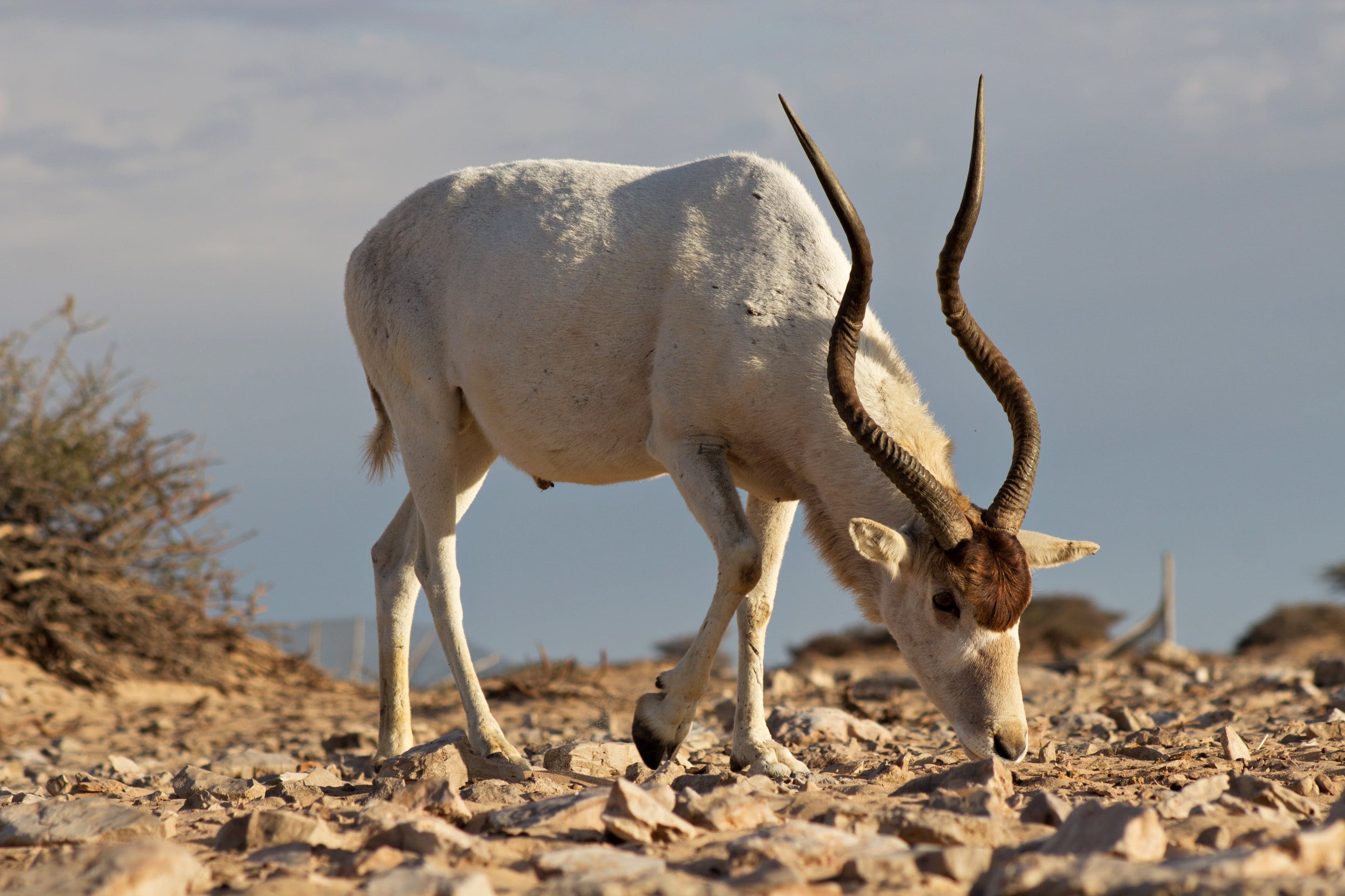 A pale addax antelope with long spiral horns standing in sandy desert scrub