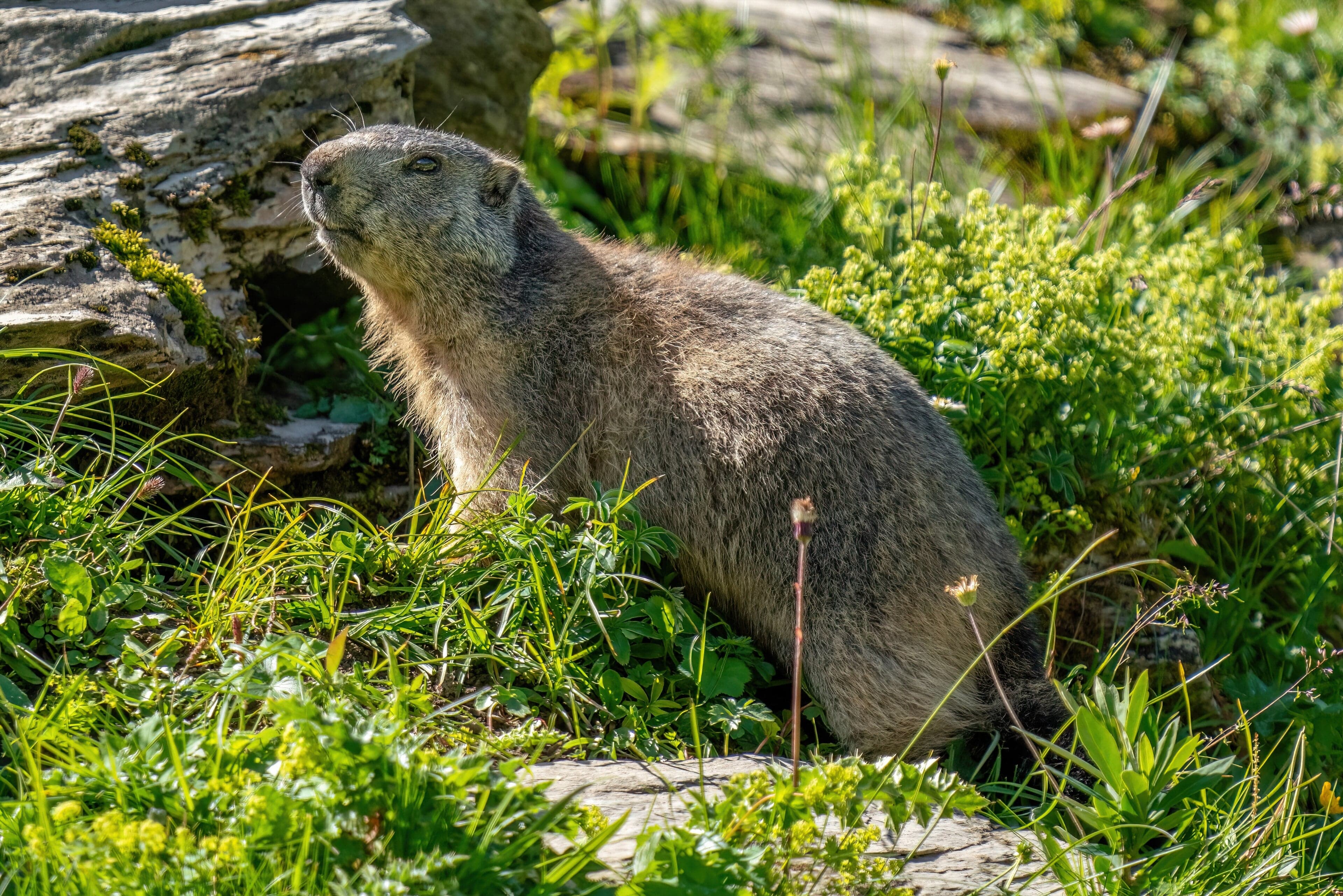 A plump alpine marmot sitting upright on a boulder in a mountain meadow