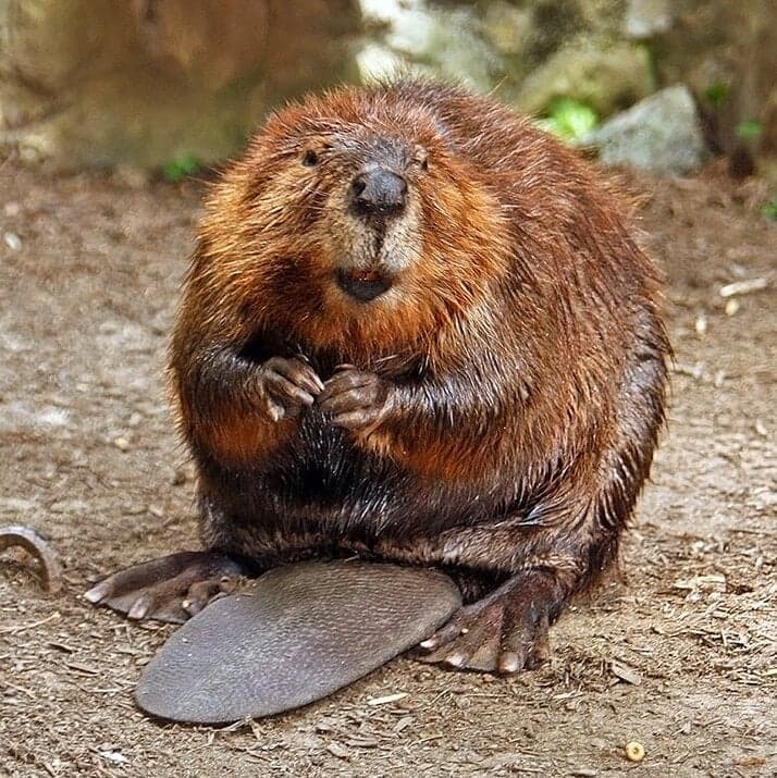 A beaver beside a river chewing on a branch, its broad flat tail visible