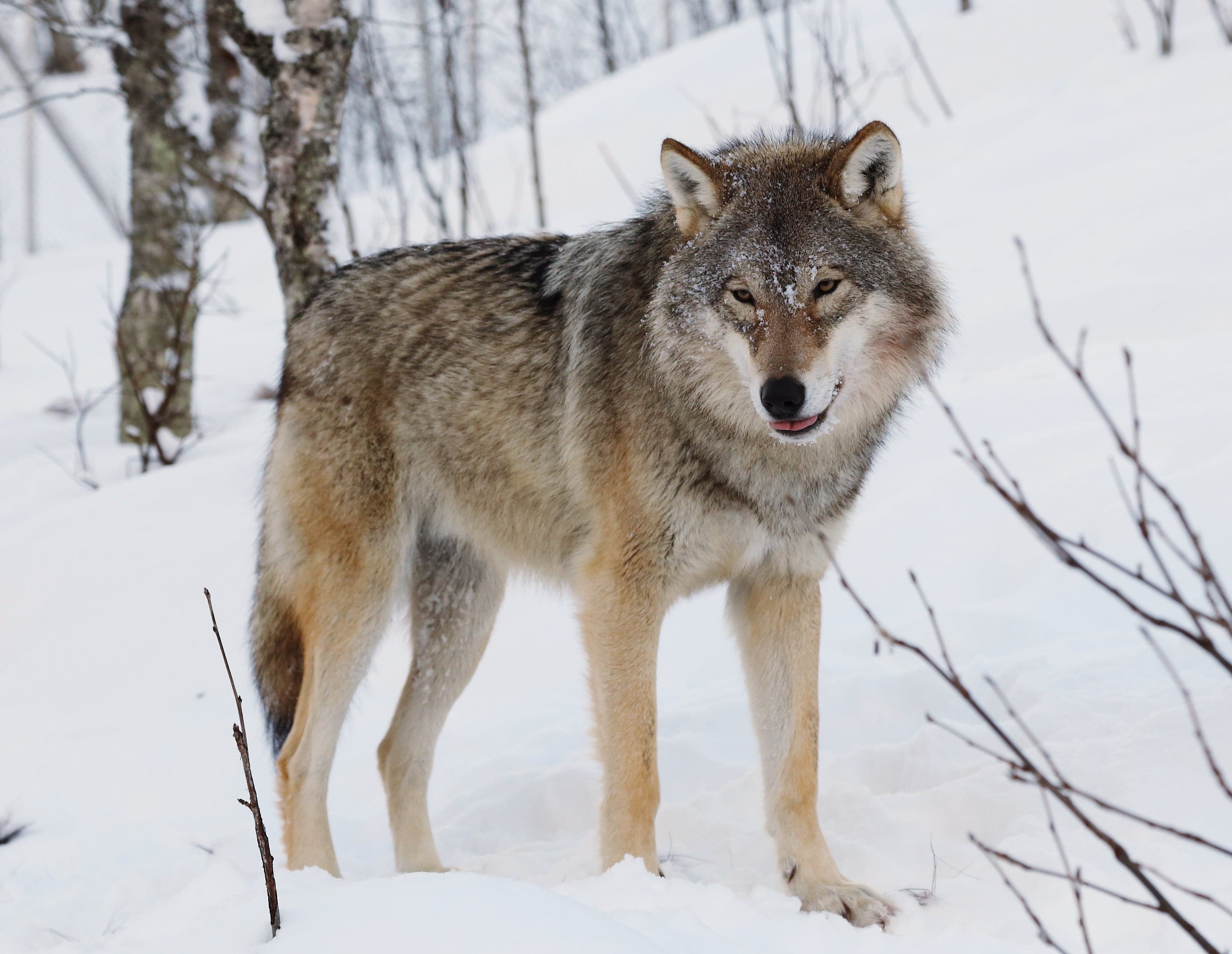 A grey wolf standing in a snowy pine forest, looking alert