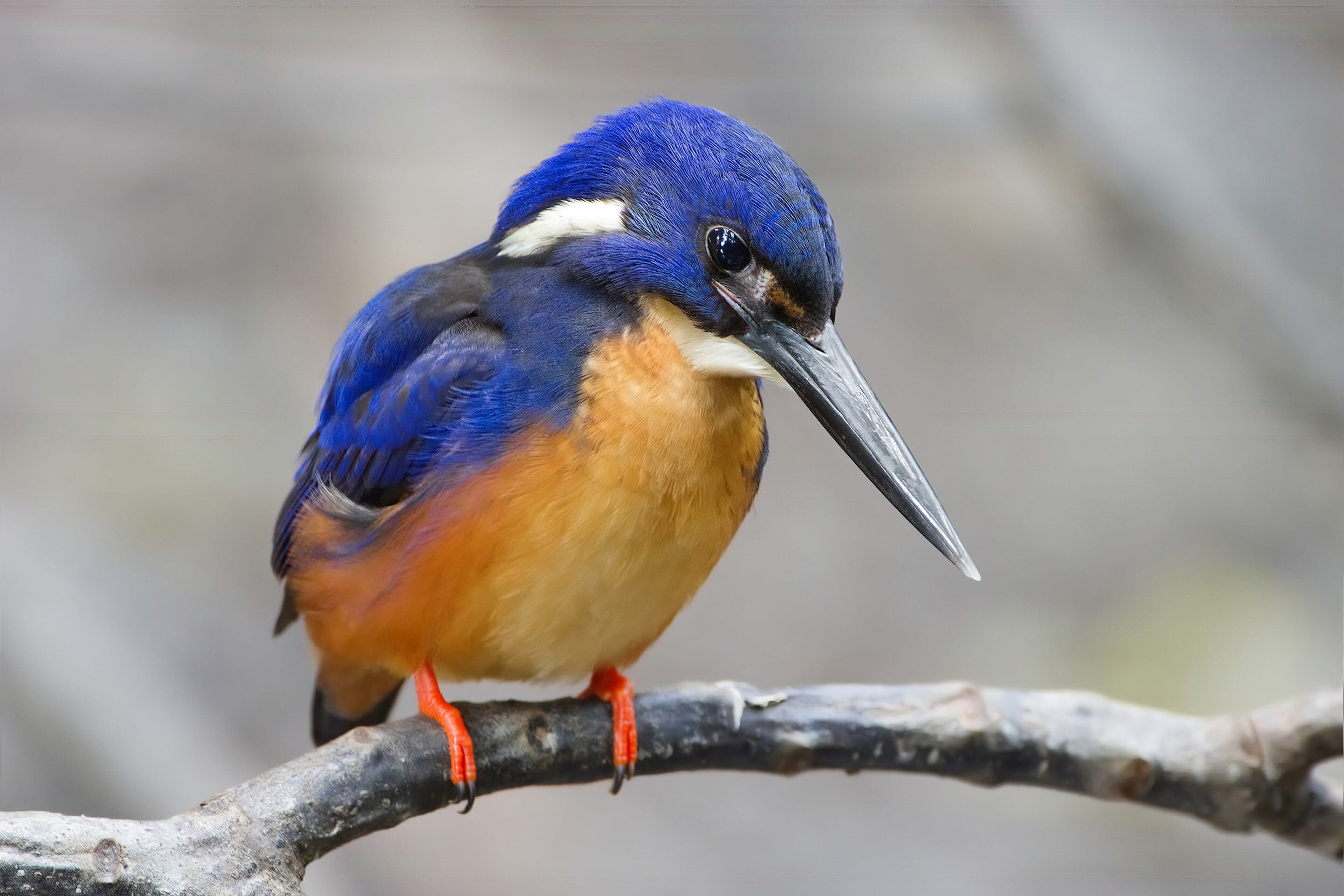 A brilliant blue and orange kingfisher perched on a twig above water