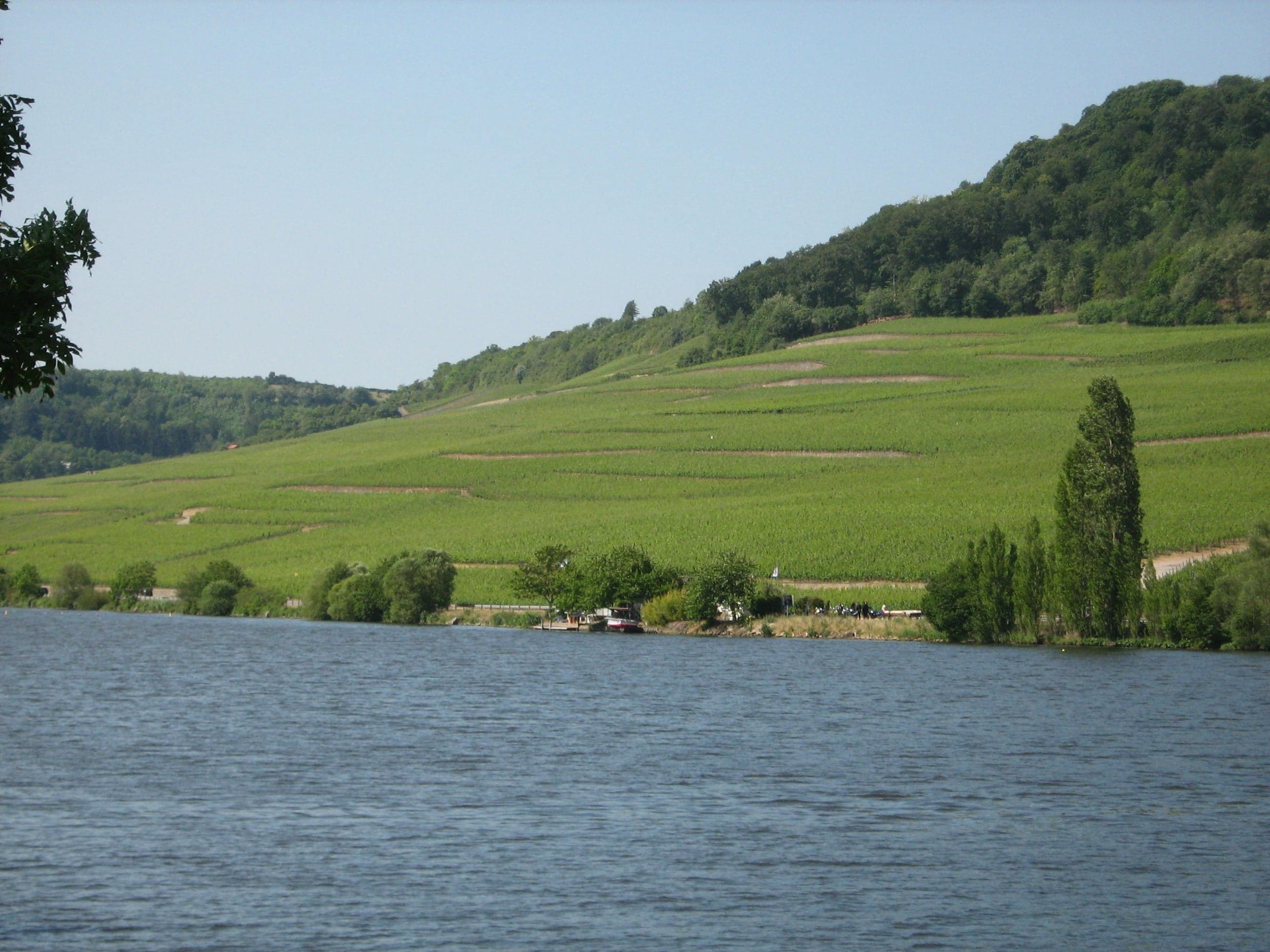 Vineyard terraces above the Moselle river in Luxembourg on a sunny day