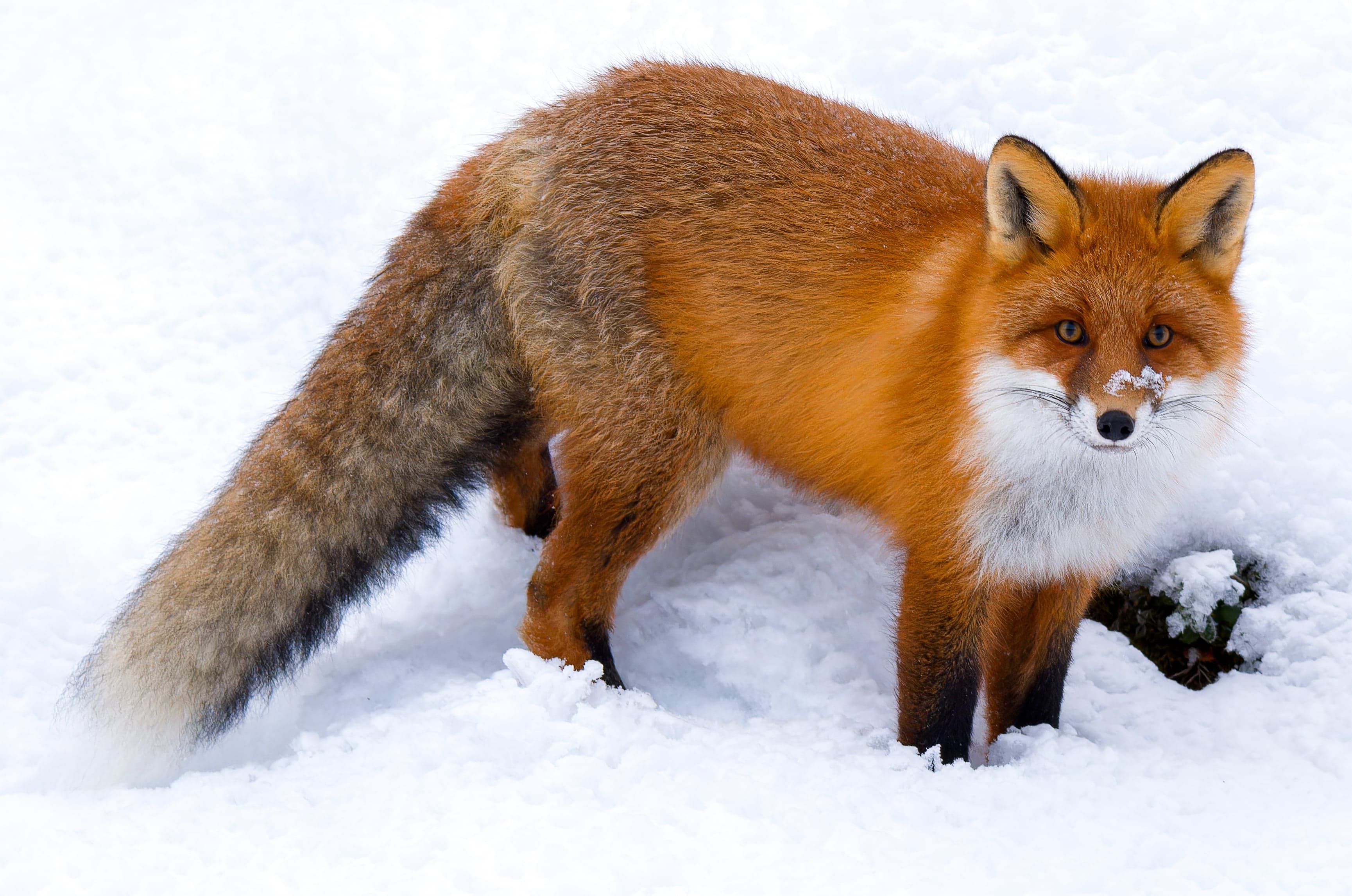 A red fox with bright orange fur sitting in a grassy field