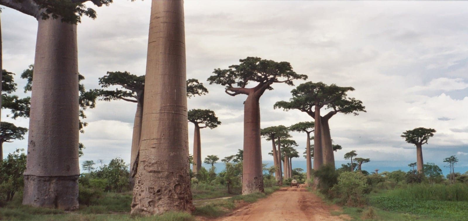 A Malagasy landscape of baobabs at sunset (independence celebrations happen across the country)