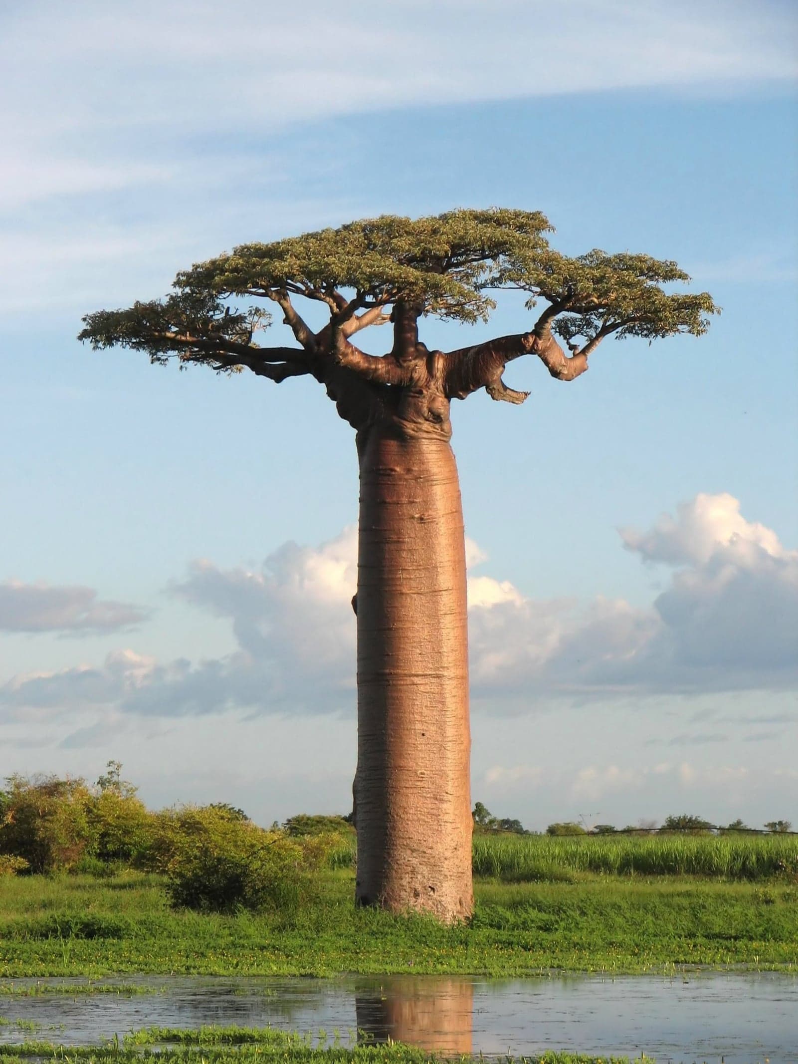 A giant Grandidier's baobab with its enormous trunk and small leafy crown