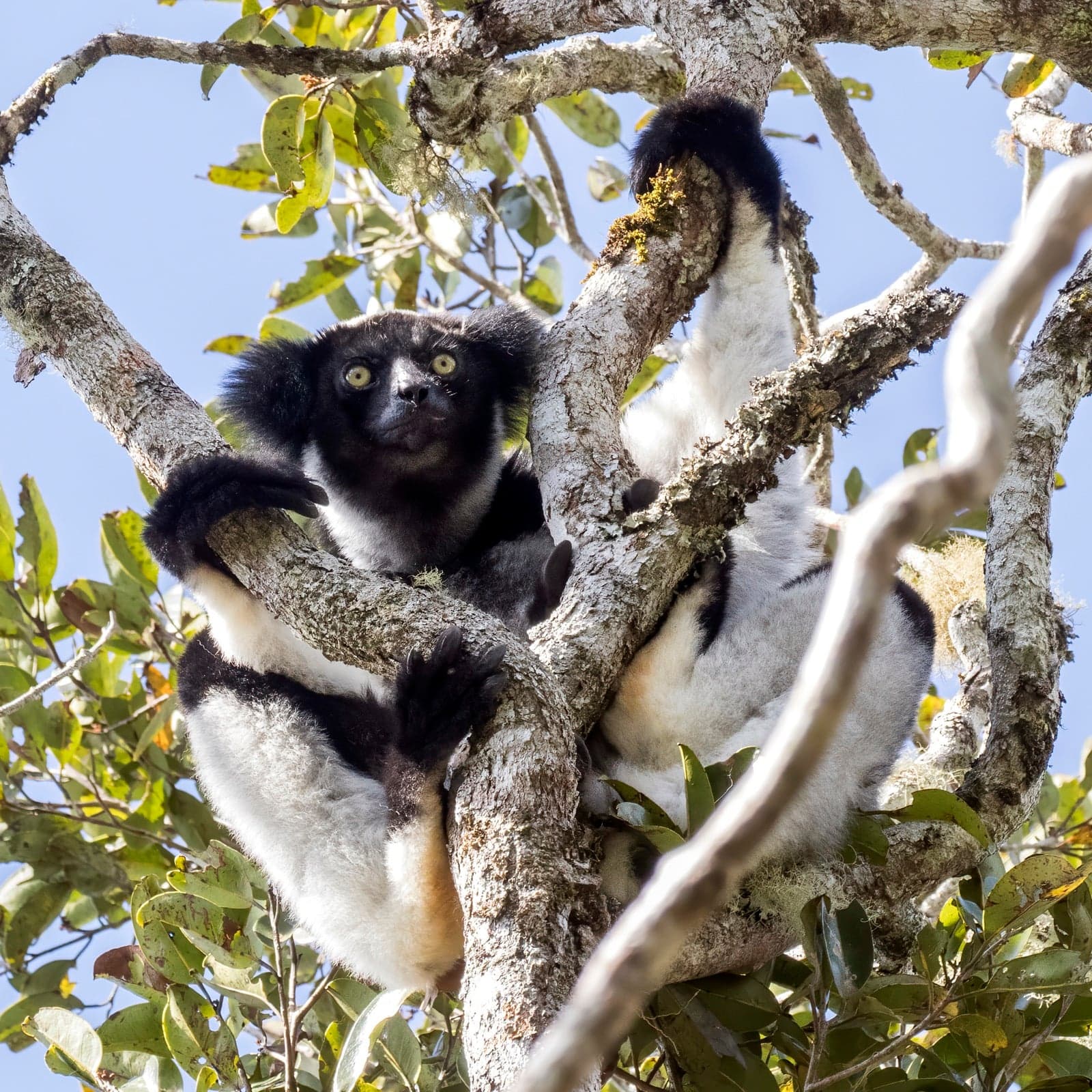 An indri sitting on a tree branch in a Madagascar rainforest