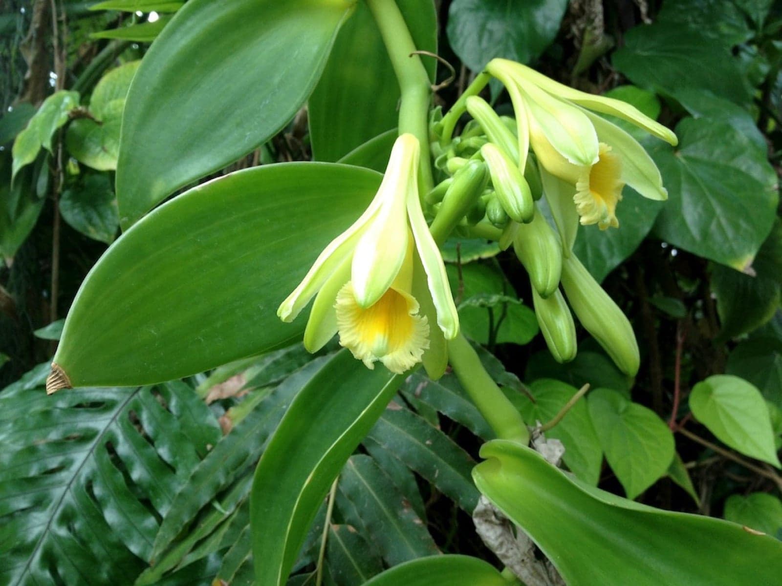 A vanilla orchid vine with long green vanilla pods hanging from it