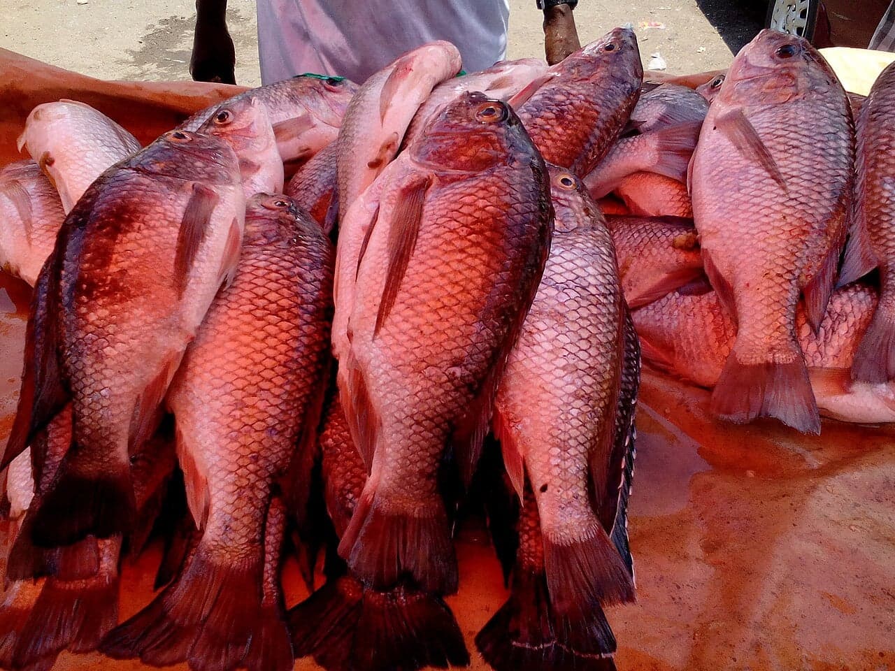 Whole chambo fish grilling over charcoal on a lakeside fire in Malawi