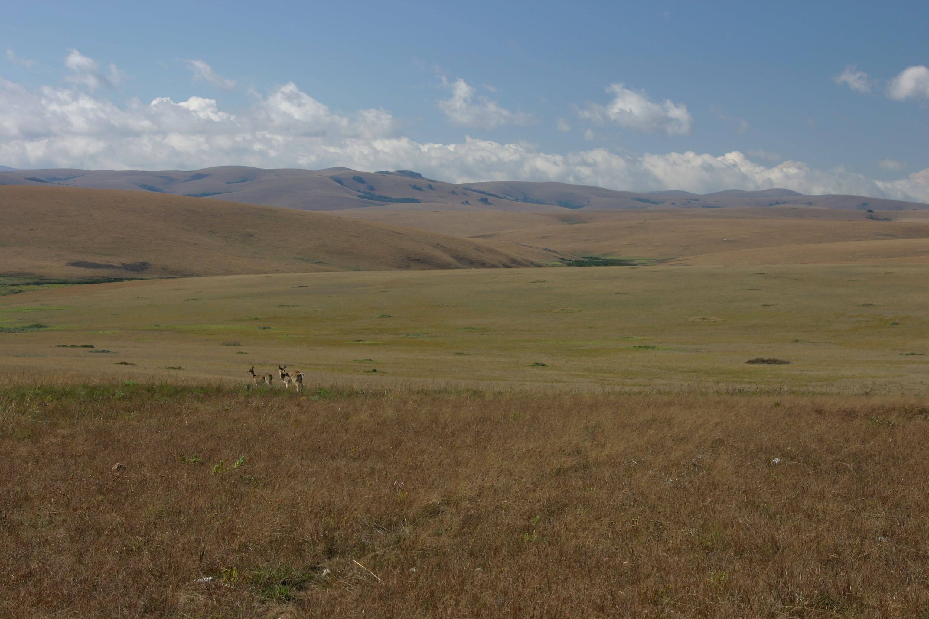 Rolling green hills of the Nyika Plateau dotted with zebra and antelope
