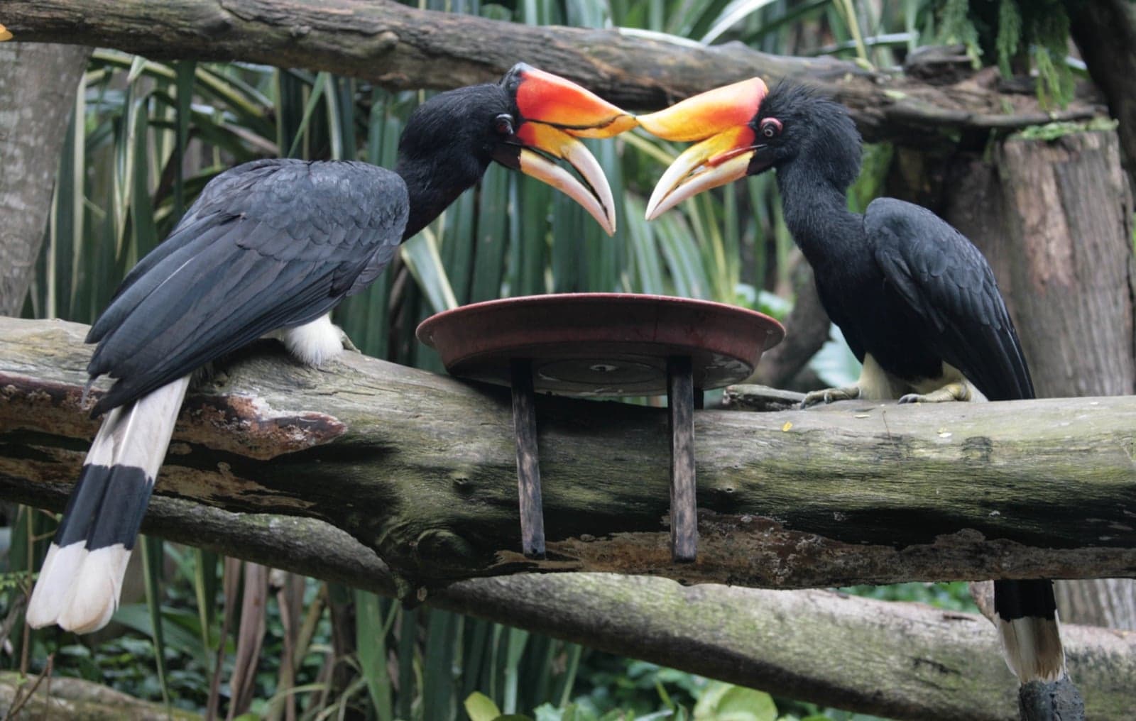 A rhinoceros hornbill perched on a branch, showing off its huge yellow-orange beak and casque