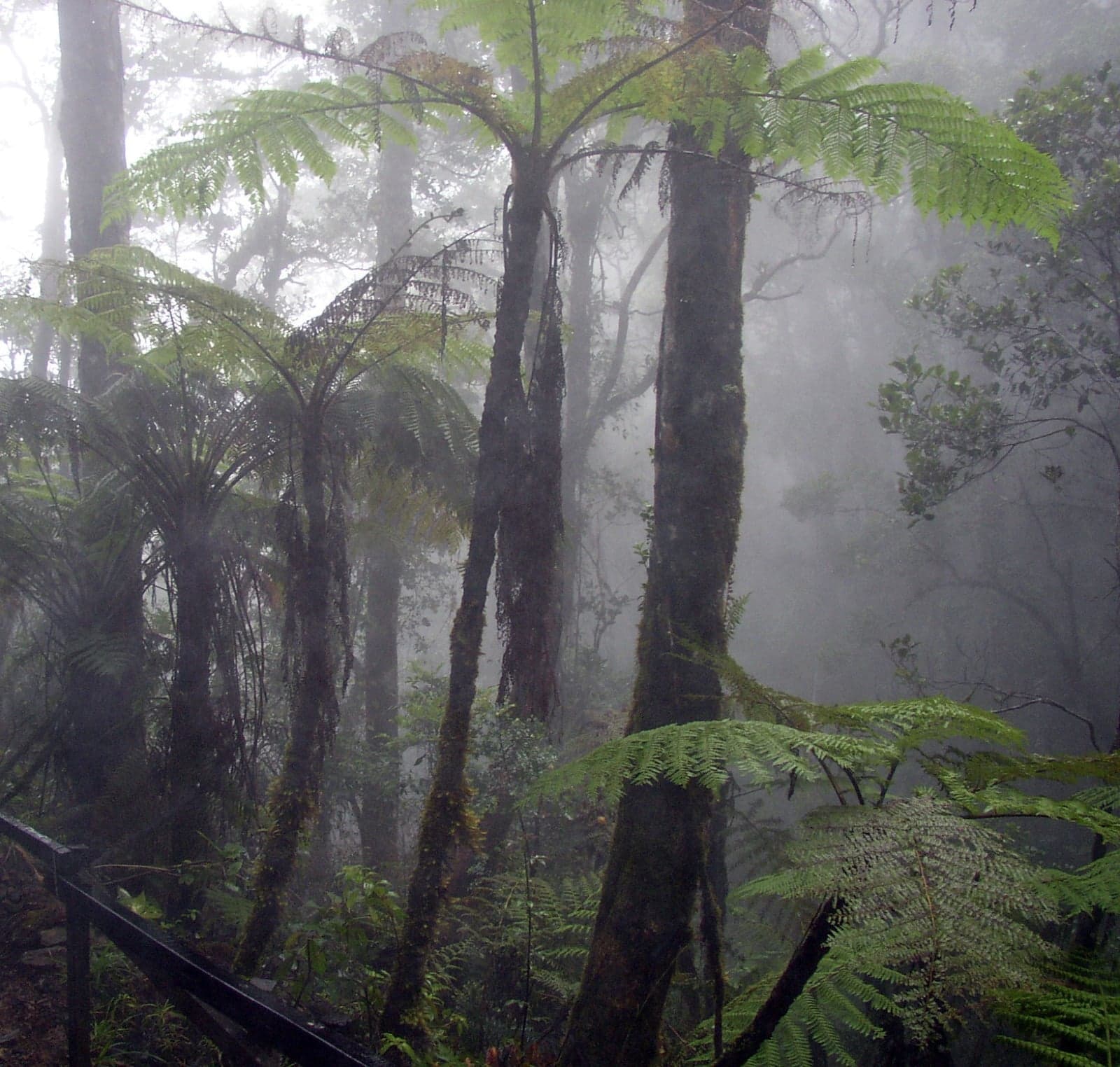 Twisted trees in the Mossy Forest at Cameron Highlands, completely covered in green moss and mist