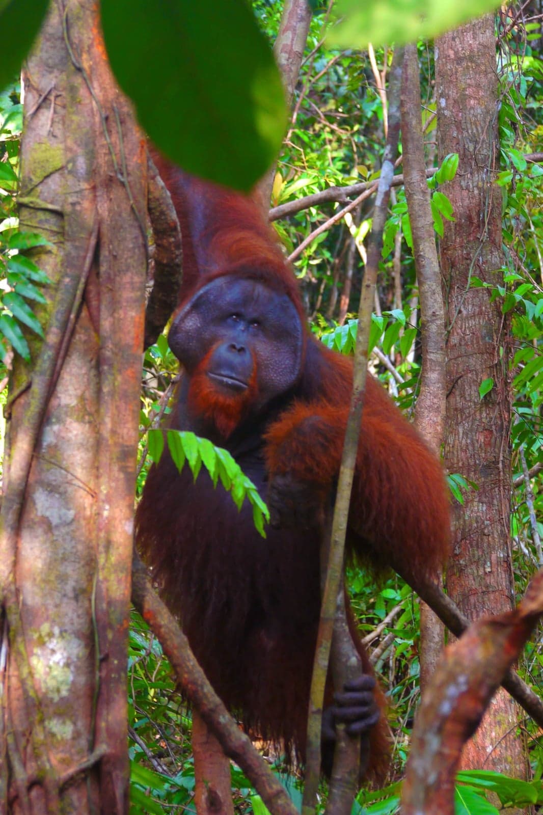 A red-haired Bornean orangutan sitting in a tree, looking thoughtfully at the camera