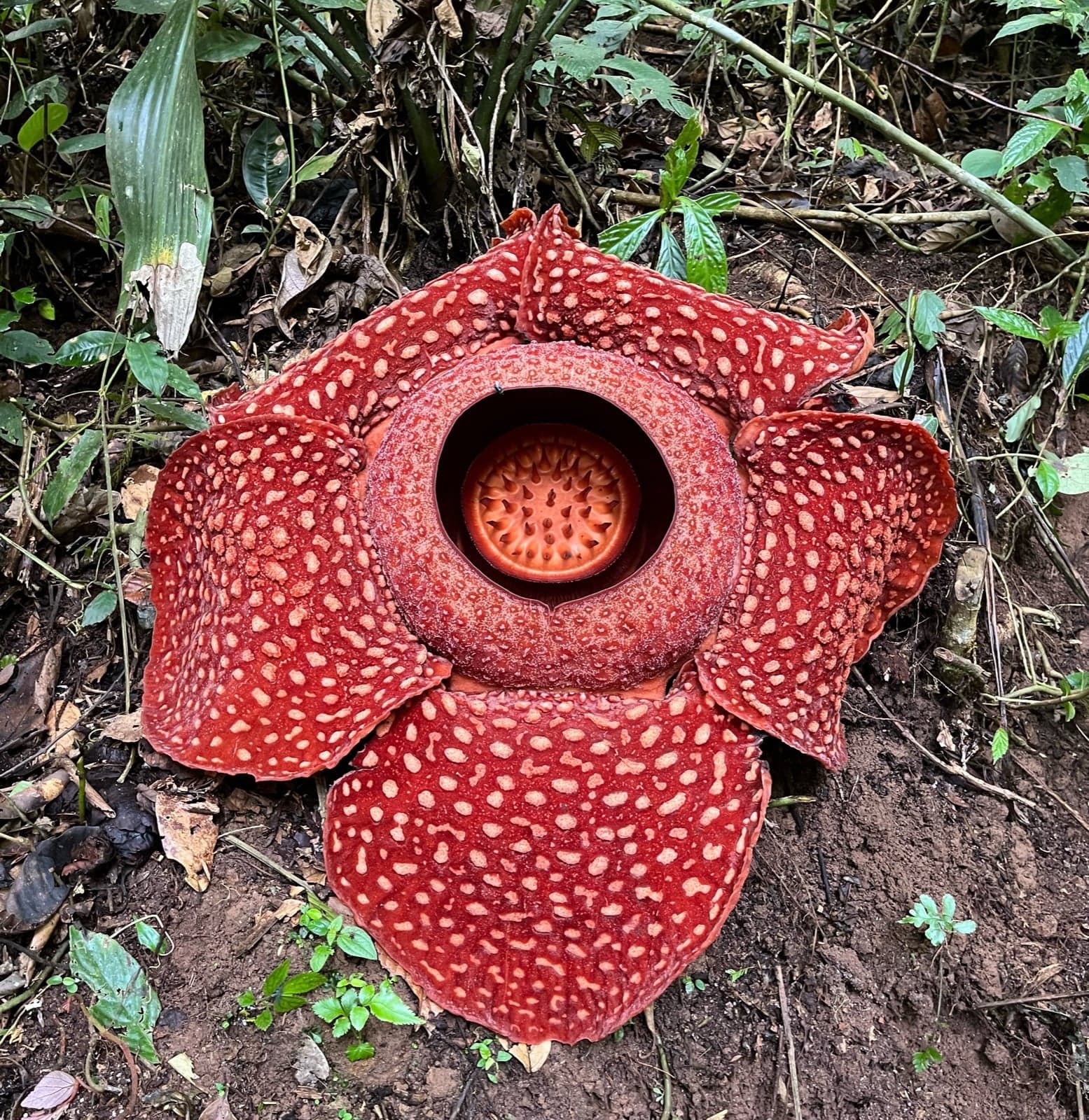 A huge red rafflesia flower on the rainforest floor in Borneo, dotted with white spots
