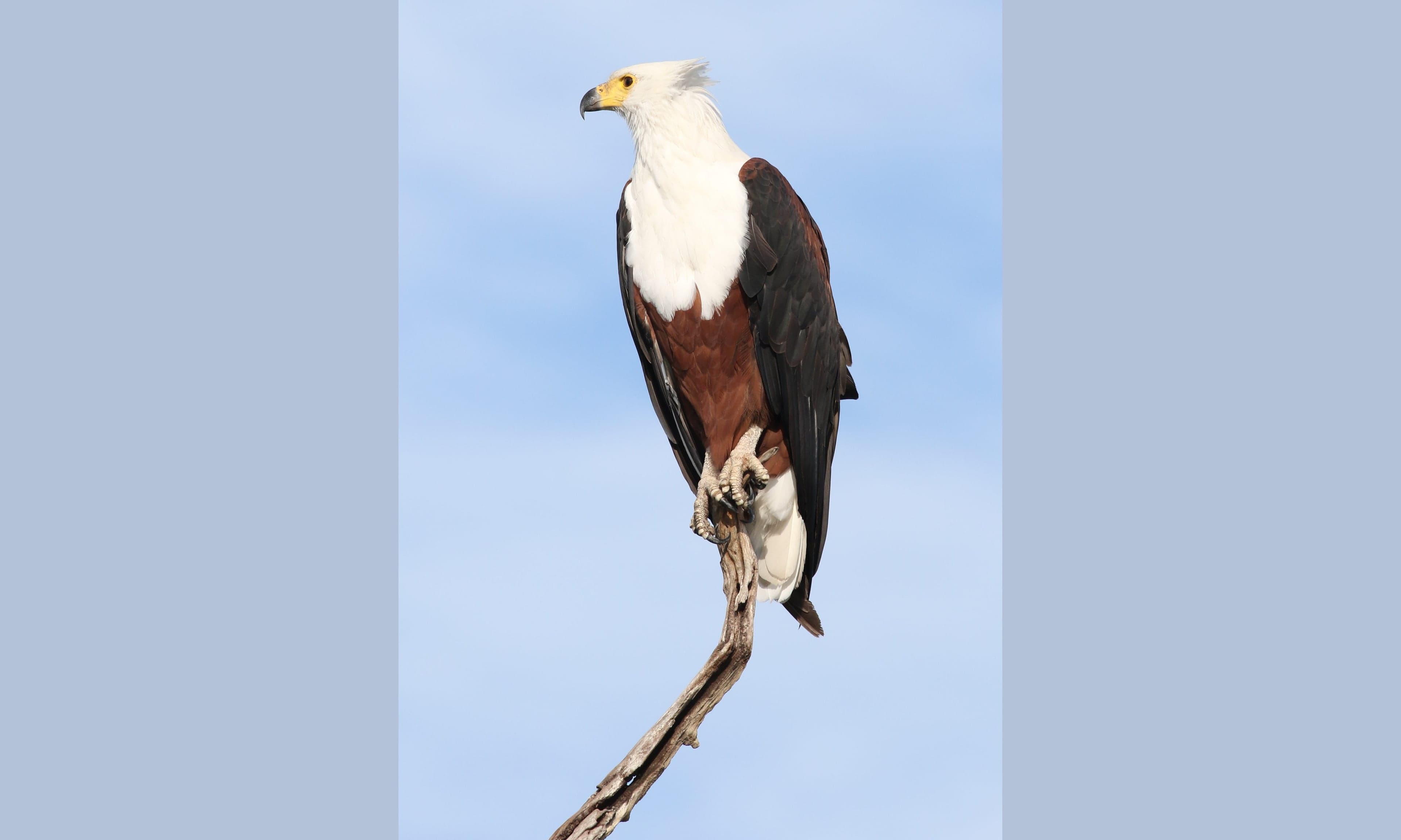An African fish eagle perched on a dead tree above a river, white head gleaming in sunlight