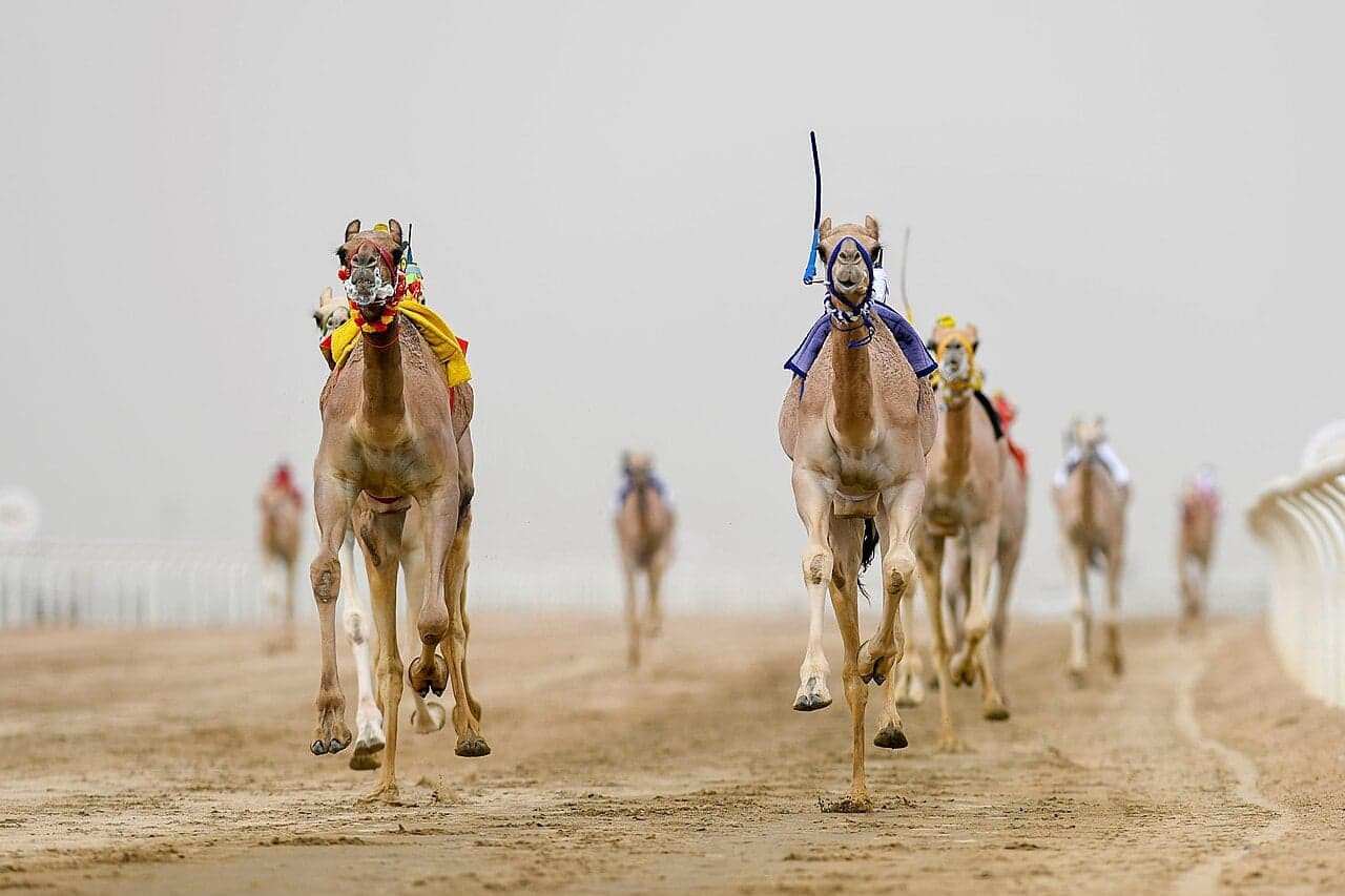 Camels racing across a sandy desert track with riders and cheering crowds