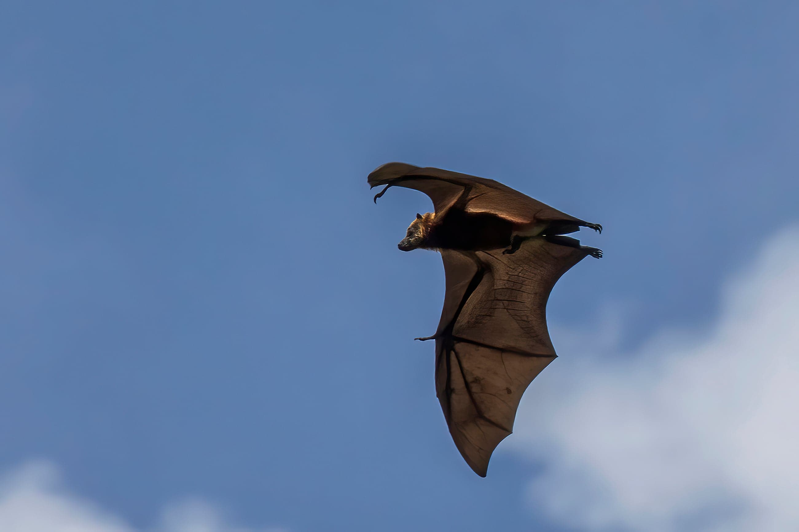 A Mauritian flying fox hanging upside down in a tree, wings wrapped around its body