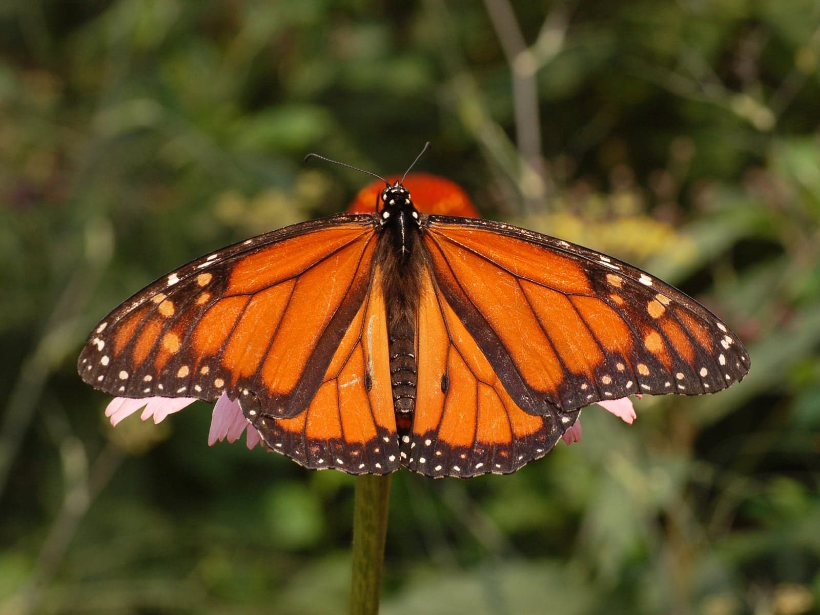 A monarch butterfly with bright orange and black wings open on a flower