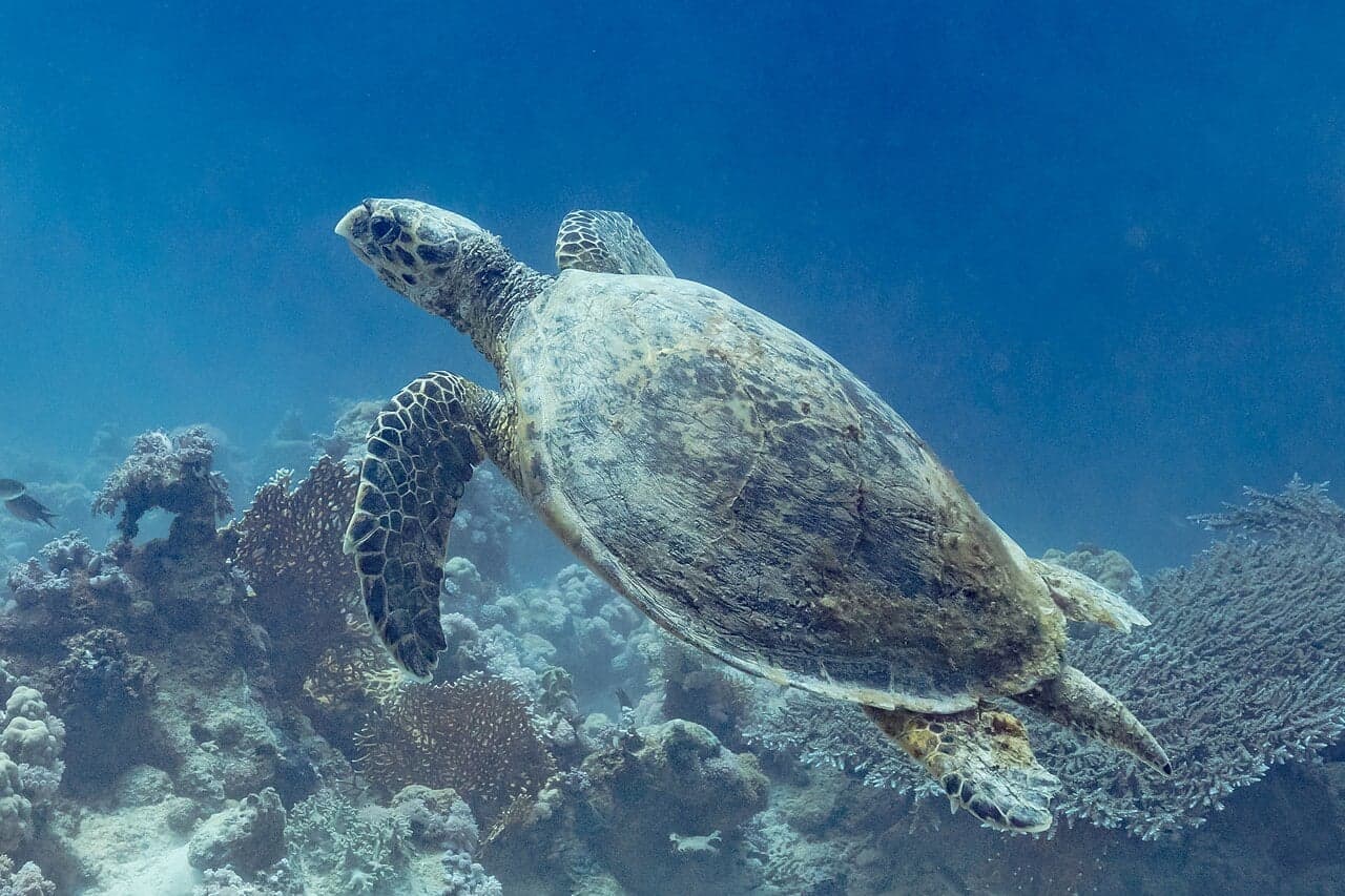 A hawksbill turtle swimming over a colourful coral reef