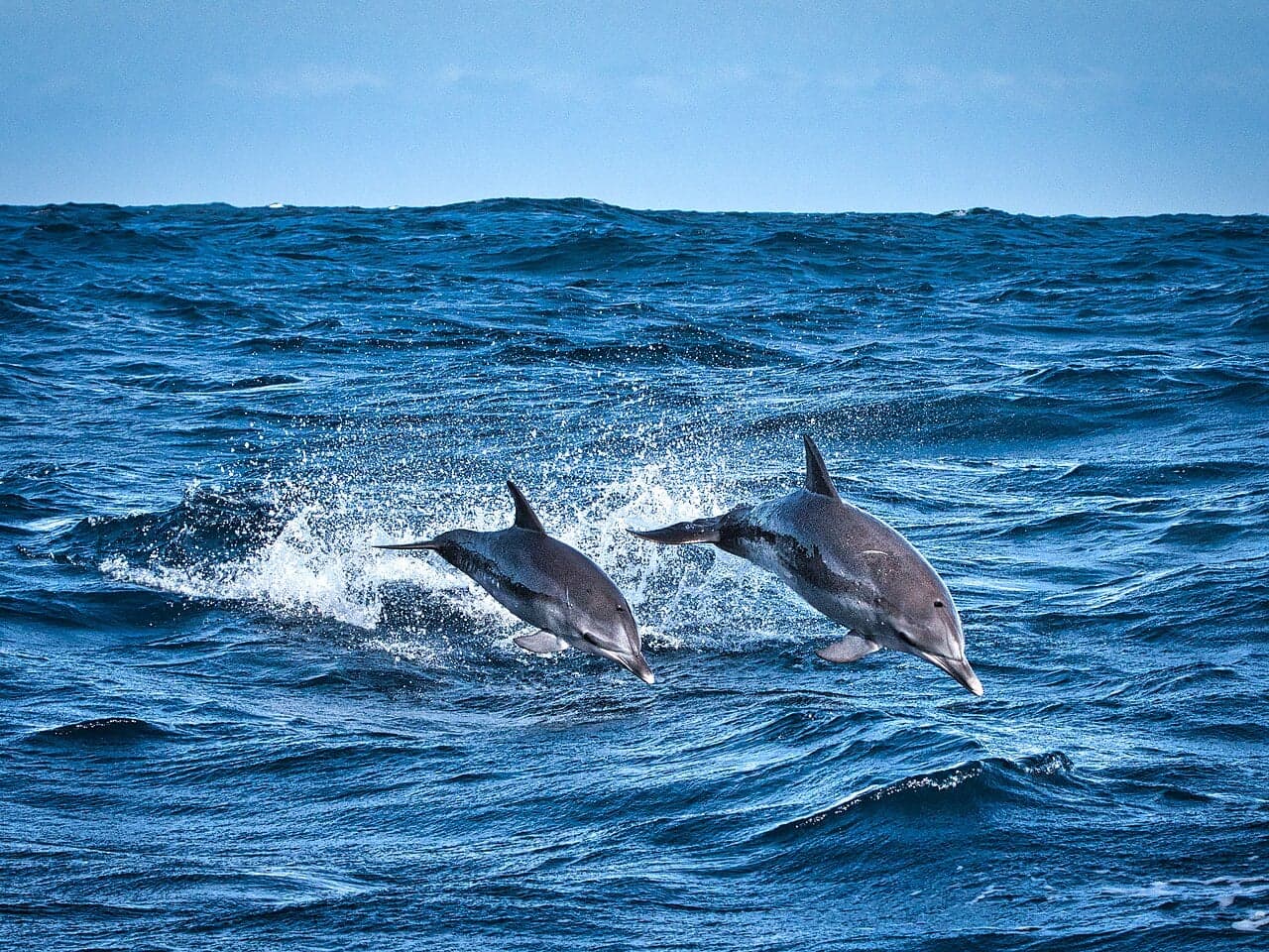 A group of striped dolphins leaping through the Mediterranean Sea