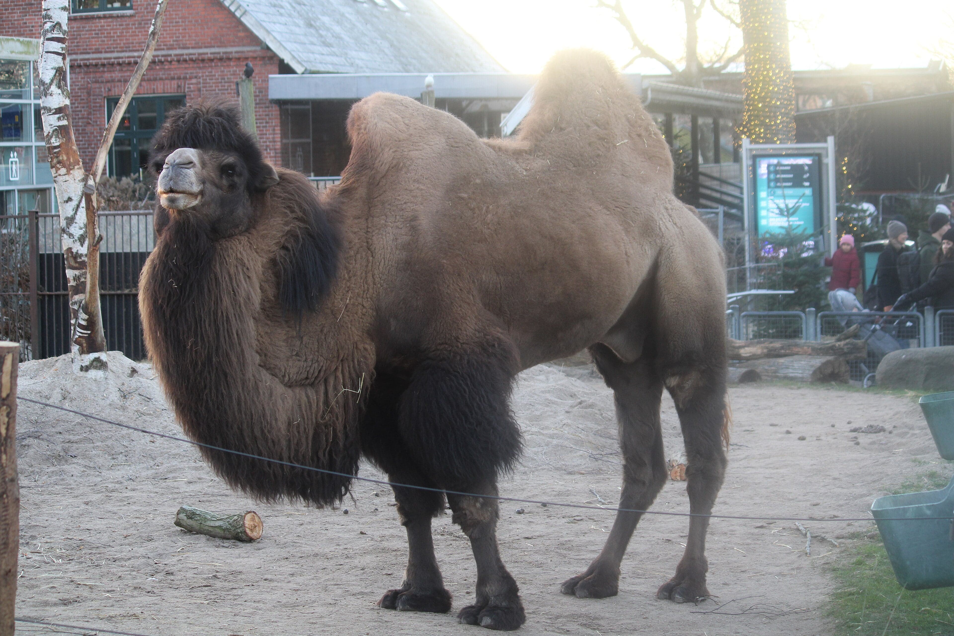 A shaggy two-humped Bactrian camel standing on rocky Gobi desert ground